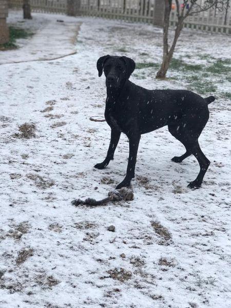 Enlarge Jane, a Adoptable mixed breed in San Angelo , TX image 1/6