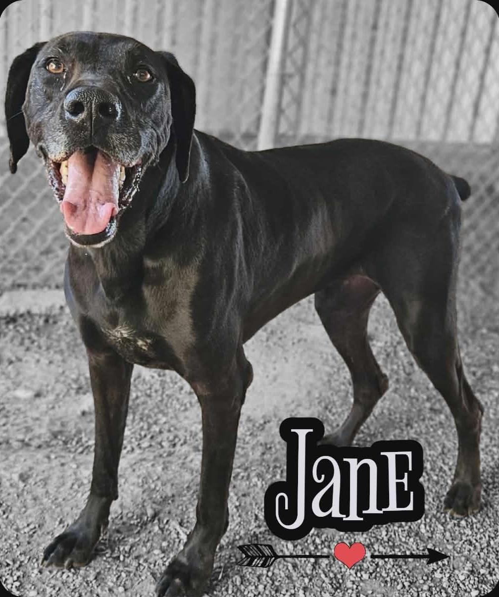 Jane, Adoptable, Senior Female Great Dane & Pointer.