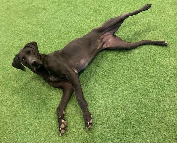 Enlarge Jane, a Adoptable mixed breed in San Angelo , TX image 5/6