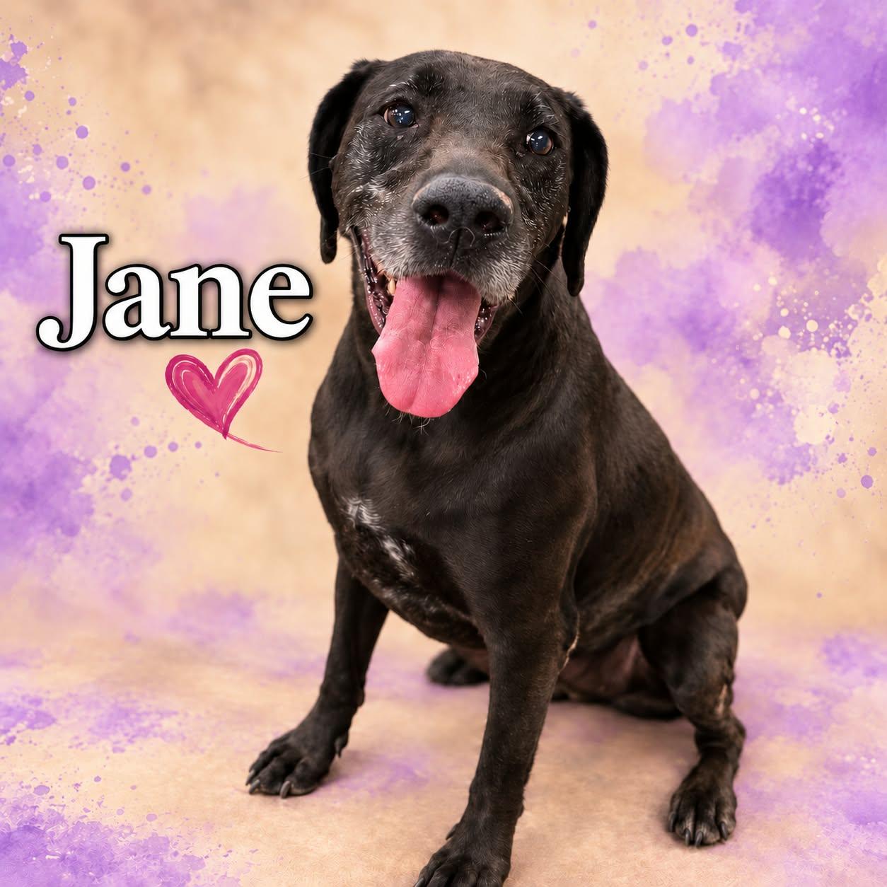 Enlarge Jane, a Adoptable mixed breed in San Angelo , TX image 5/6
