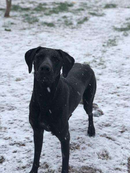 Enlarge Jane, a Adoptable mixed breed in San Angelo , TX image 6/6