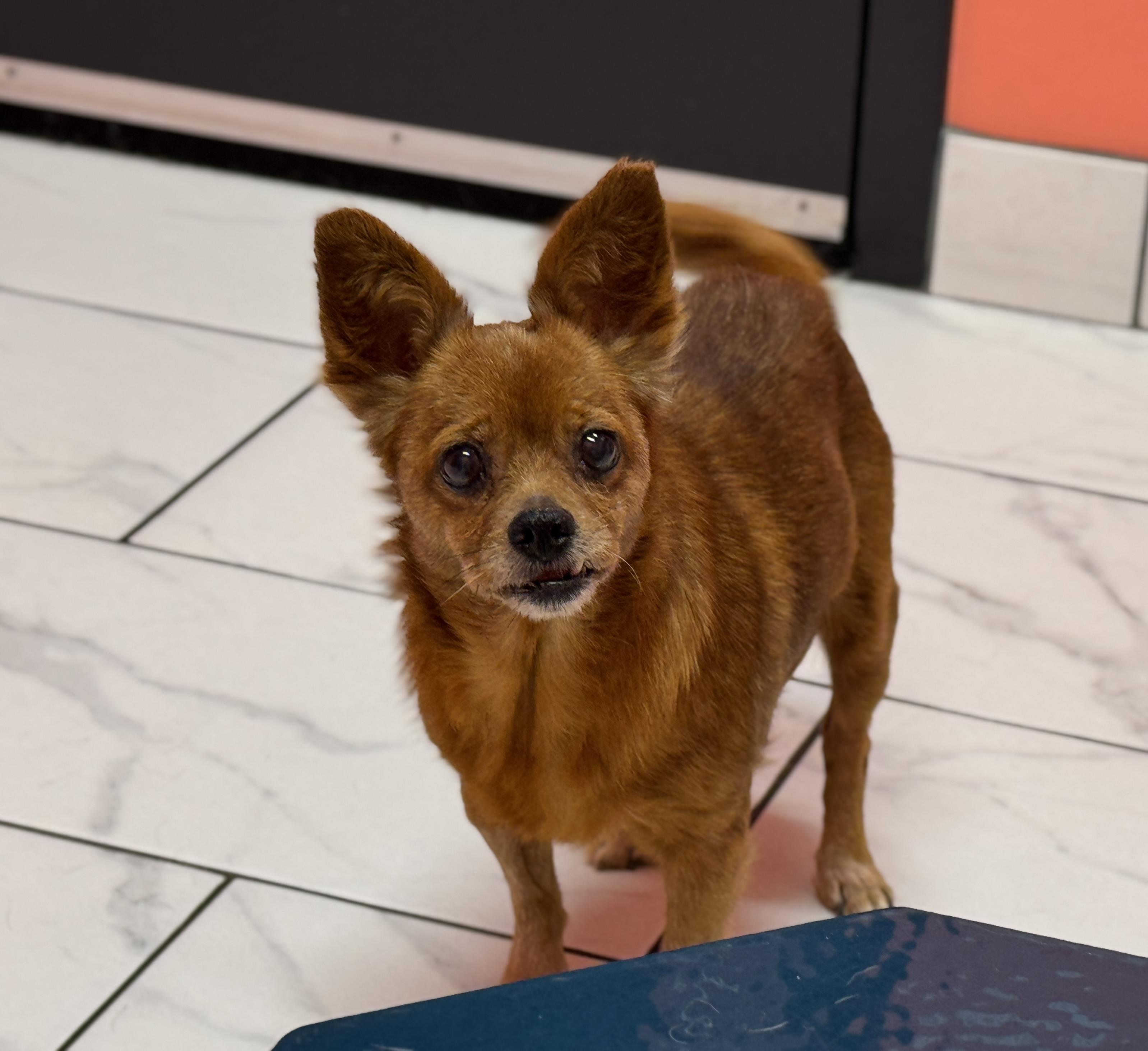 Maple, Adopted, Senior Female Chihuahua & Pomeranian.