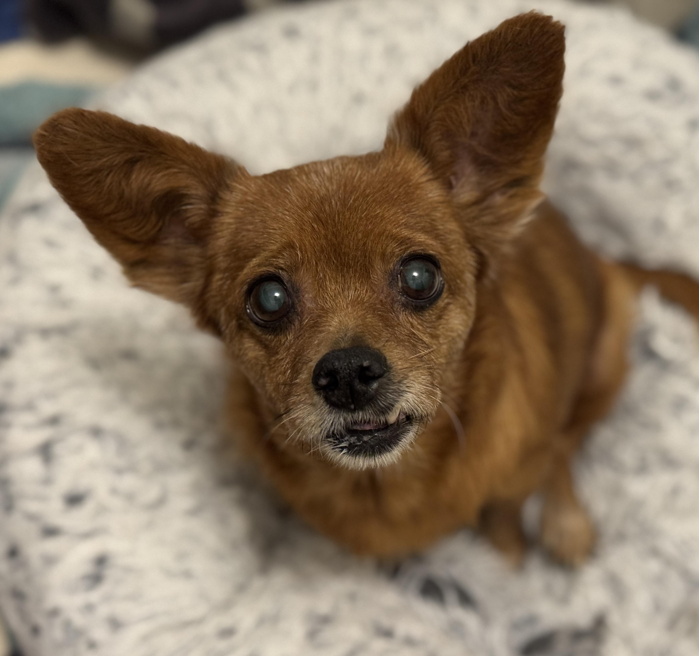 Maple, a Adopted mixed breed in Chicago, IL image 2/5