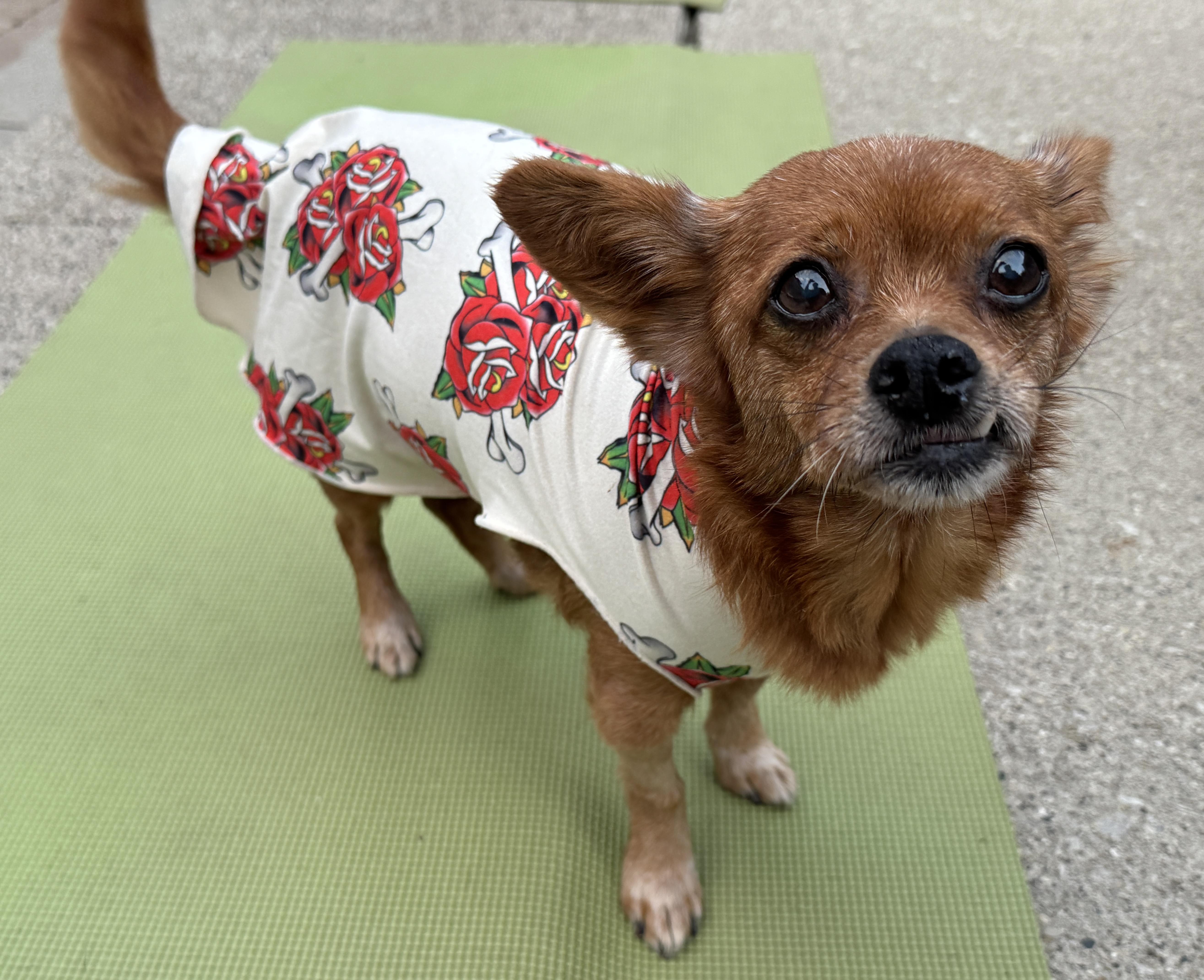 Maple, a Adopted mixed breed in Chicago, IL image 3/5