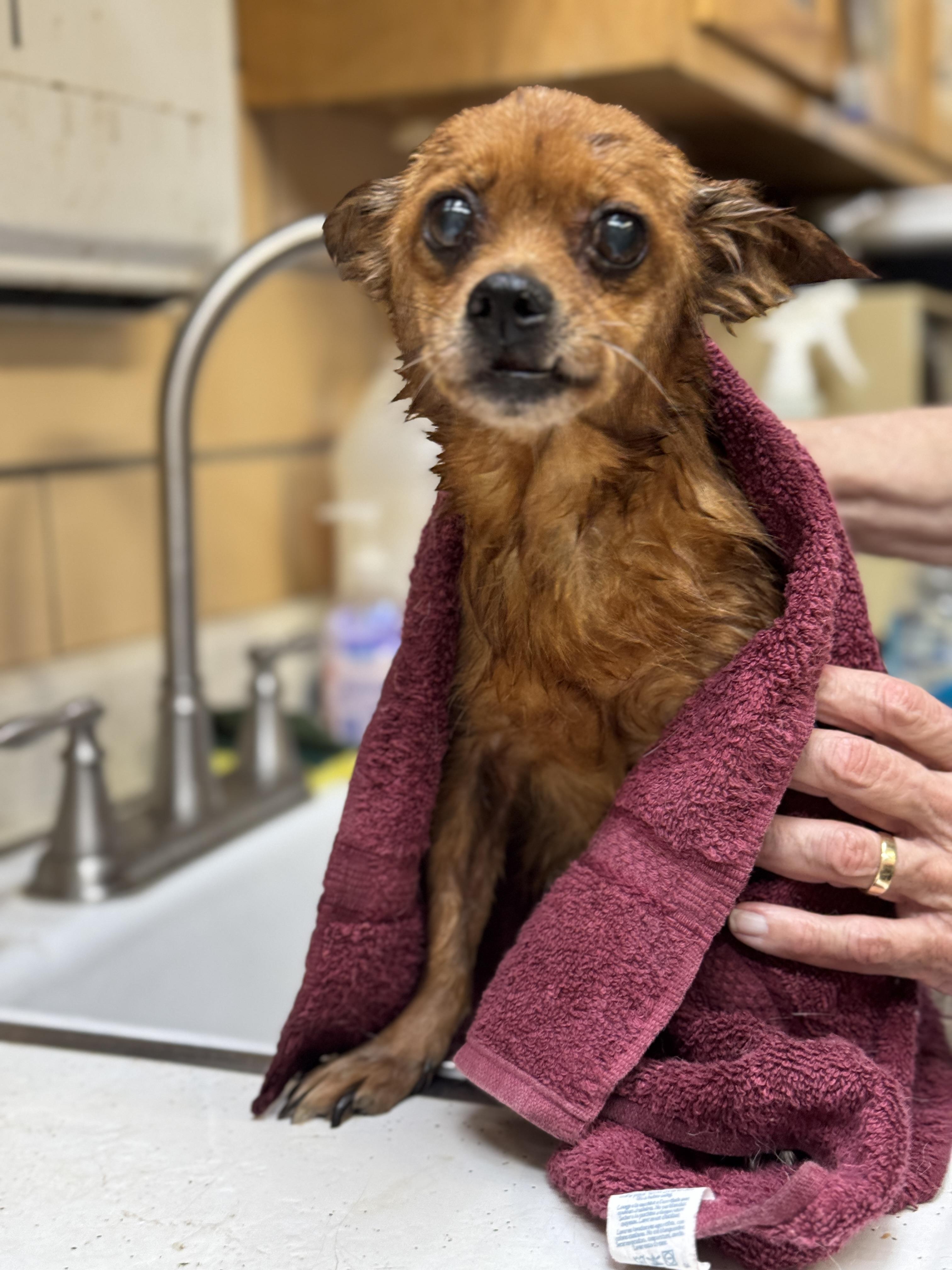 Maple, a Adopted mixed breed in Chicago, IL image 4/5