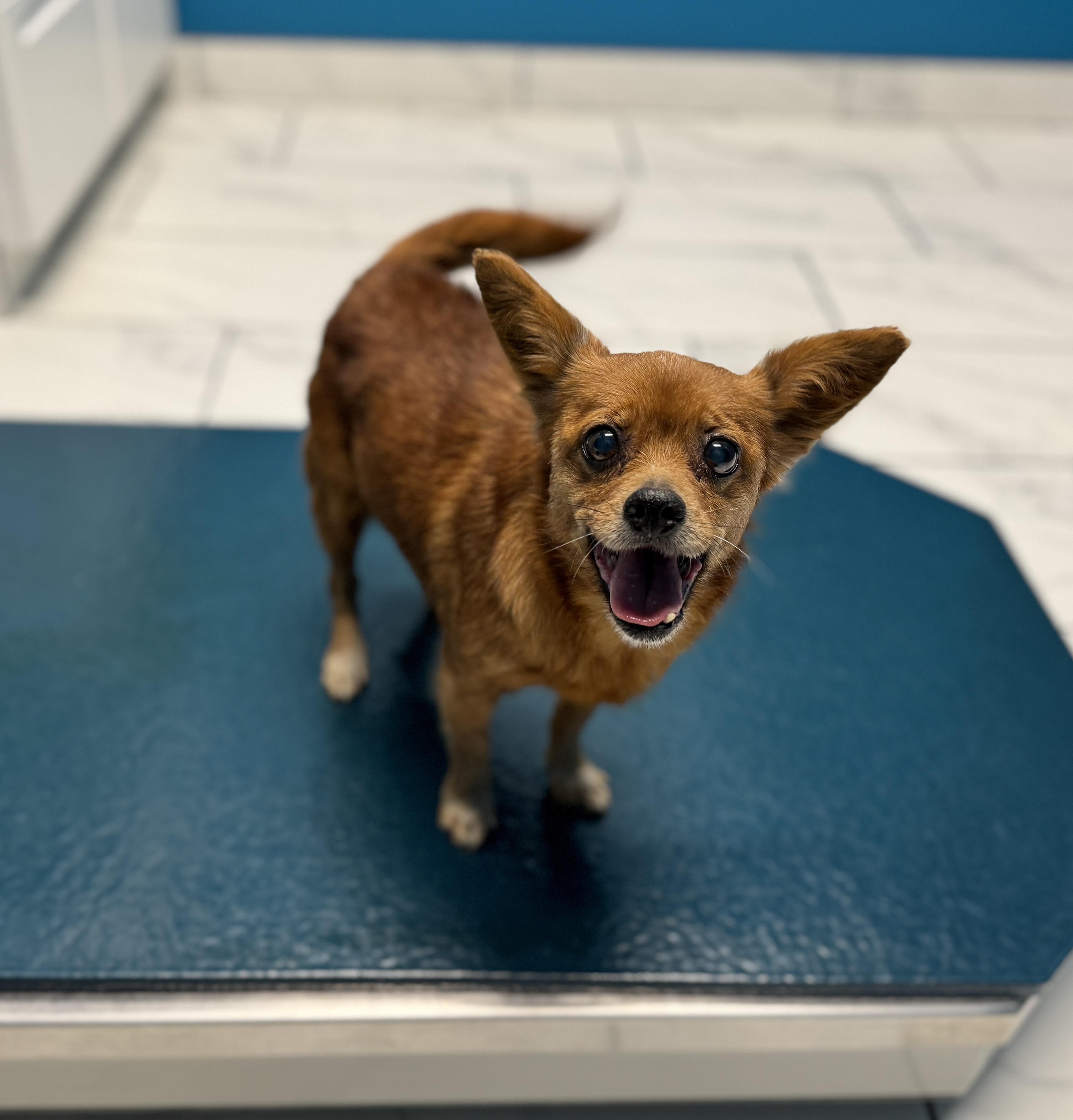 Maple, a Adopted mixed breed in Chicago, IL image 5/5