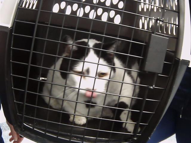 MICKEY, Adoptable, Senior Female Domestic Long Hair.