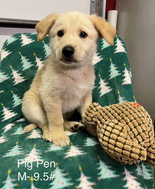 Enlarge Pig Pen, a Adoptable mixed breed in Hillside, IL image 1/1