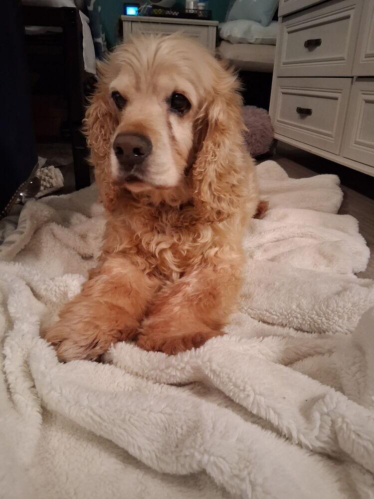 Zane, Adoptable, Senior Male Cocker Spaniel.