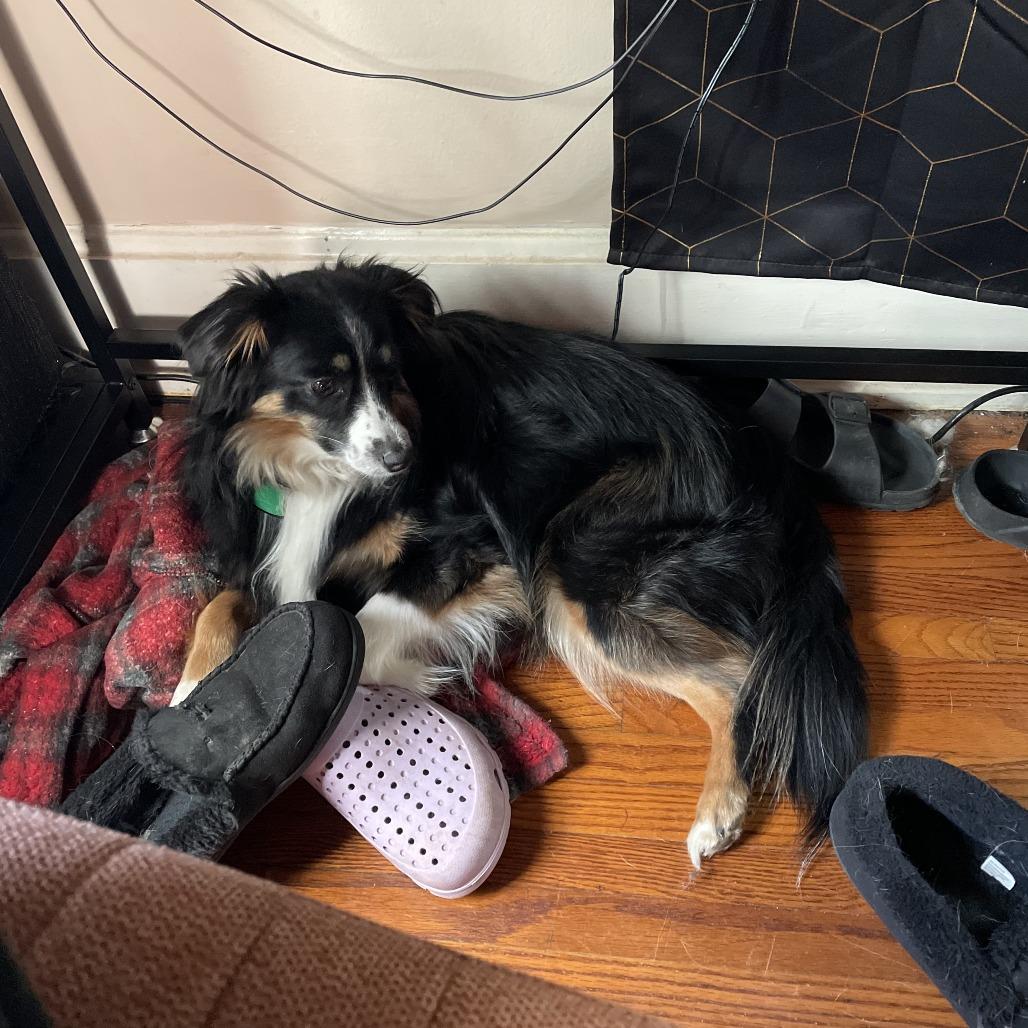 Enlarge Lil, a Adoptable Australian Shepherd in Cincinnati, OH image 1/6