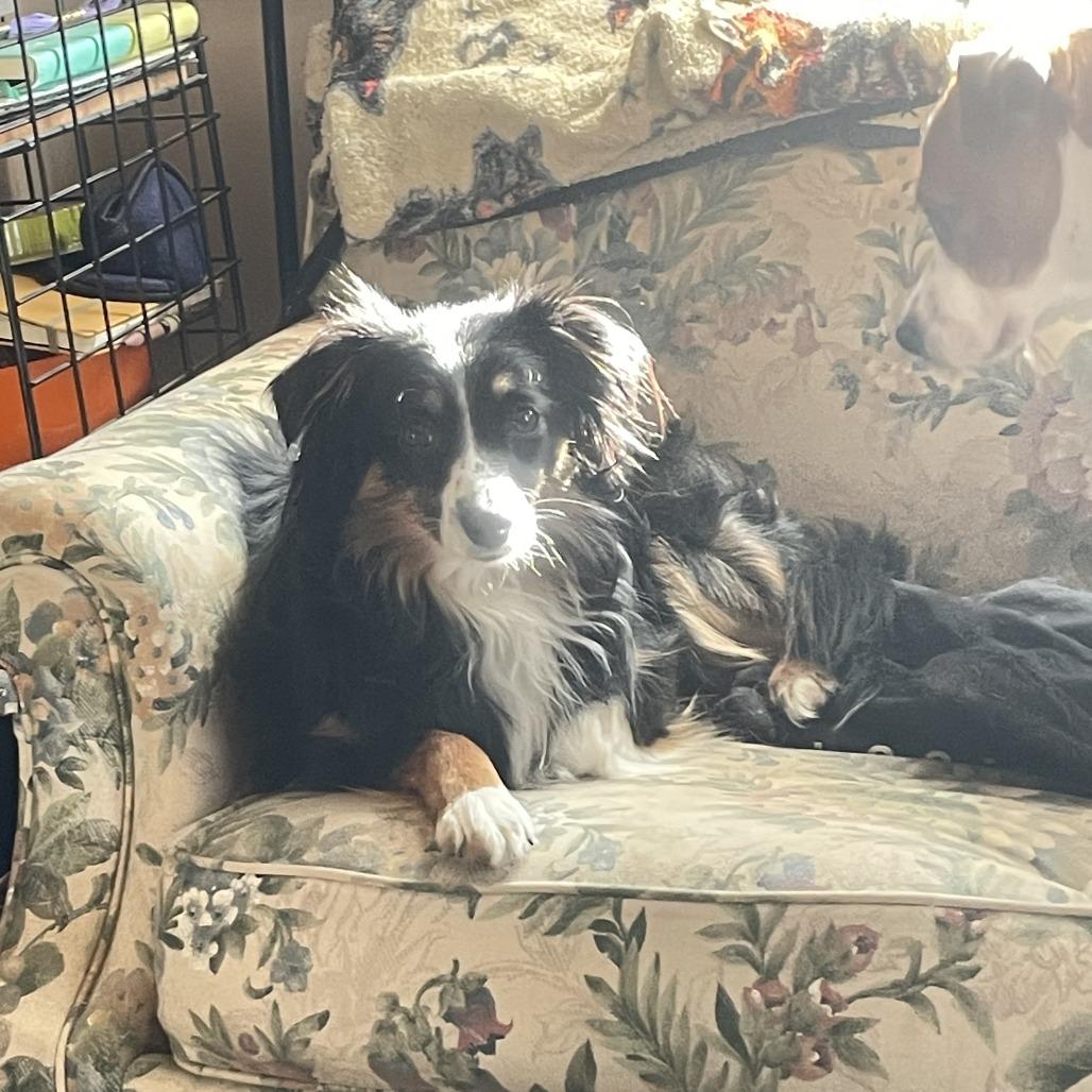 Enlarge Lil, a Adoptable Australian Shepherd in Cincinnati, OH image 2/6