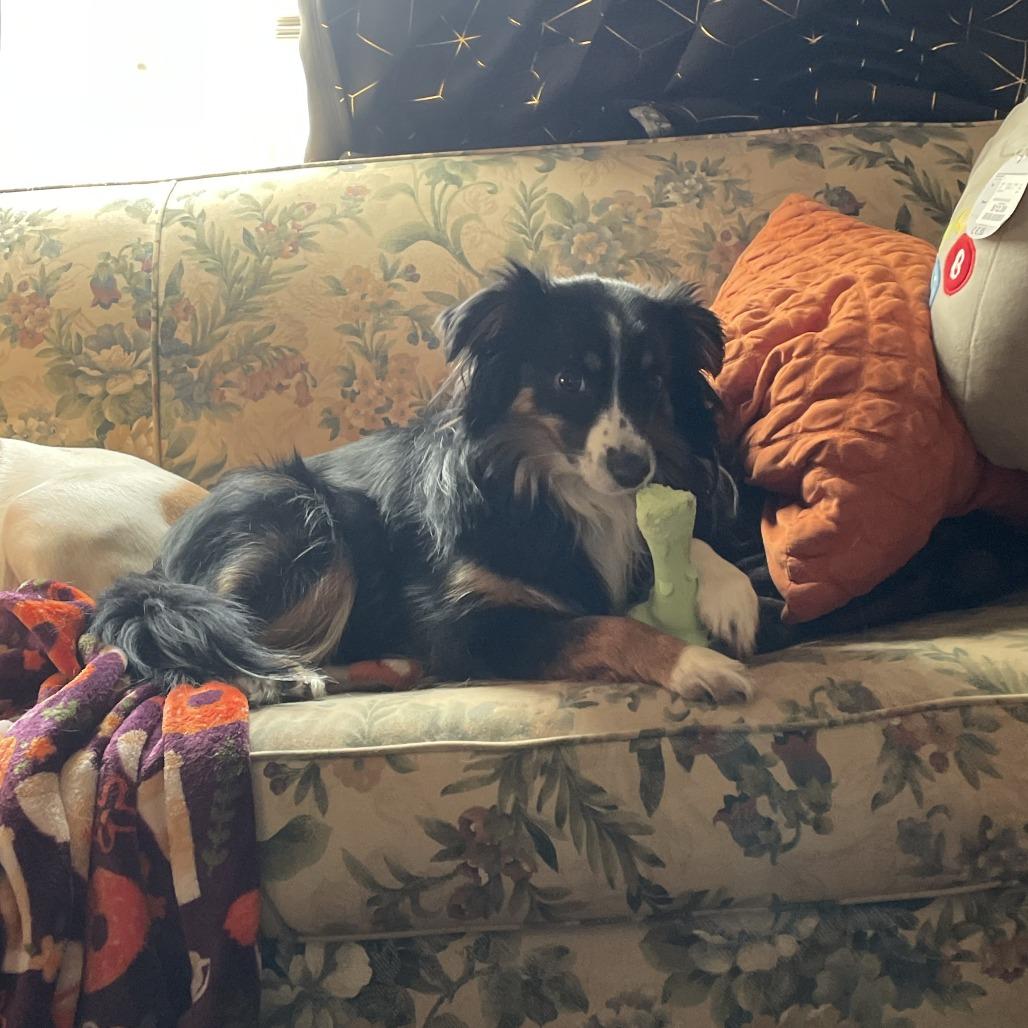 Enlarge Lil, a Adoptable Australian Shepherd in Cincinnati, OH image 3/6