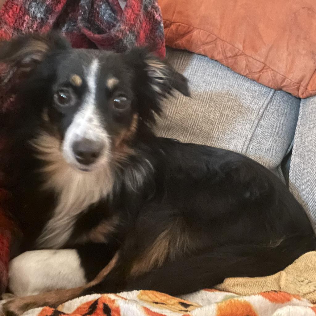 Enlarge Lil, a Adoptable Australian Shepherd in Cincinnati, OH image 4/6