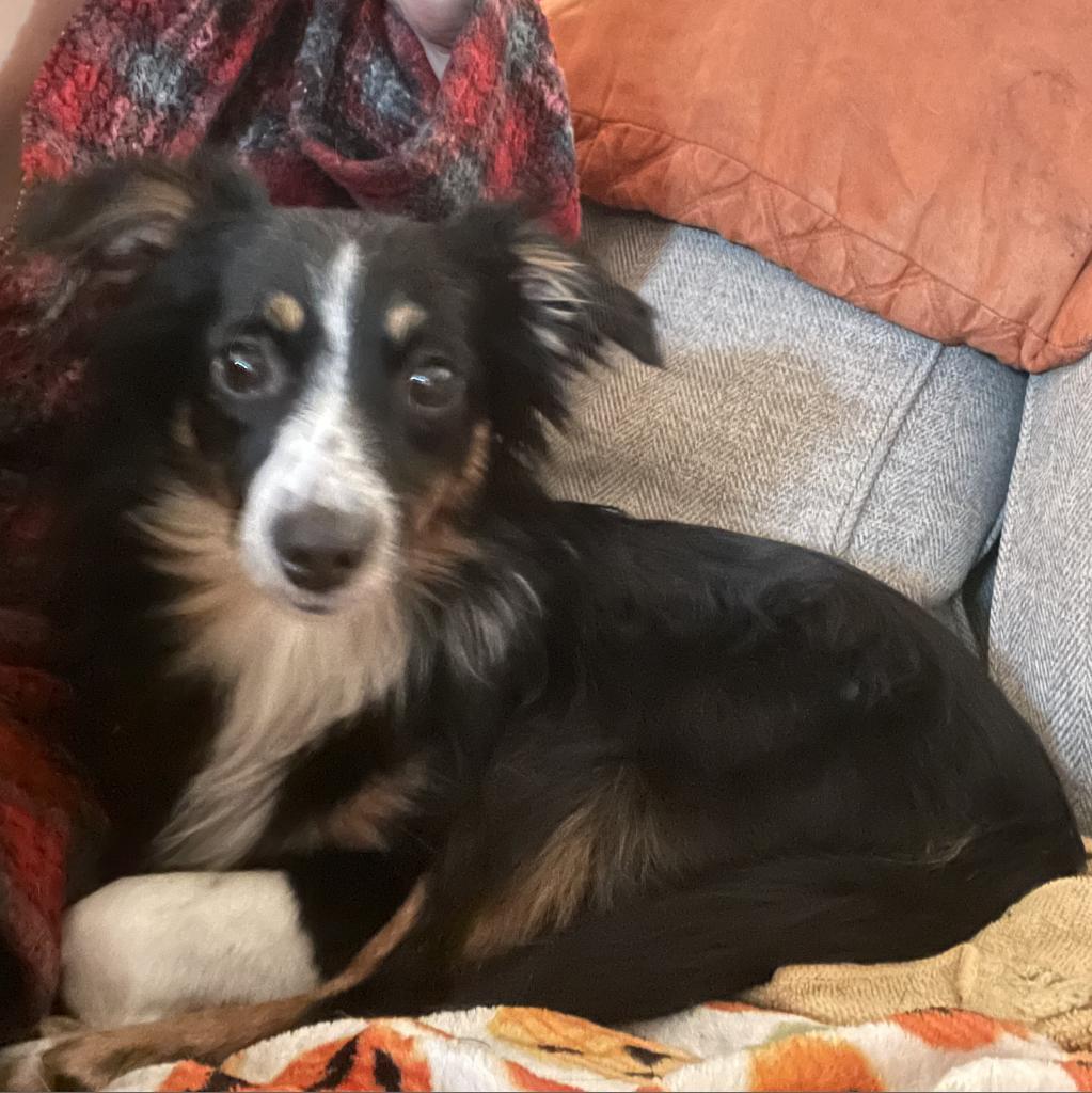 Enlarge Lil, a Adoptable Australian Shepherd in Cincinnati, OH image 5/6