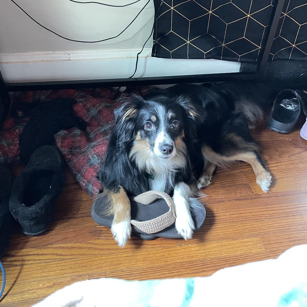 Enlarge Lil, a Adoptable Australian Shepherd in Cincinnati, OH image 6/6