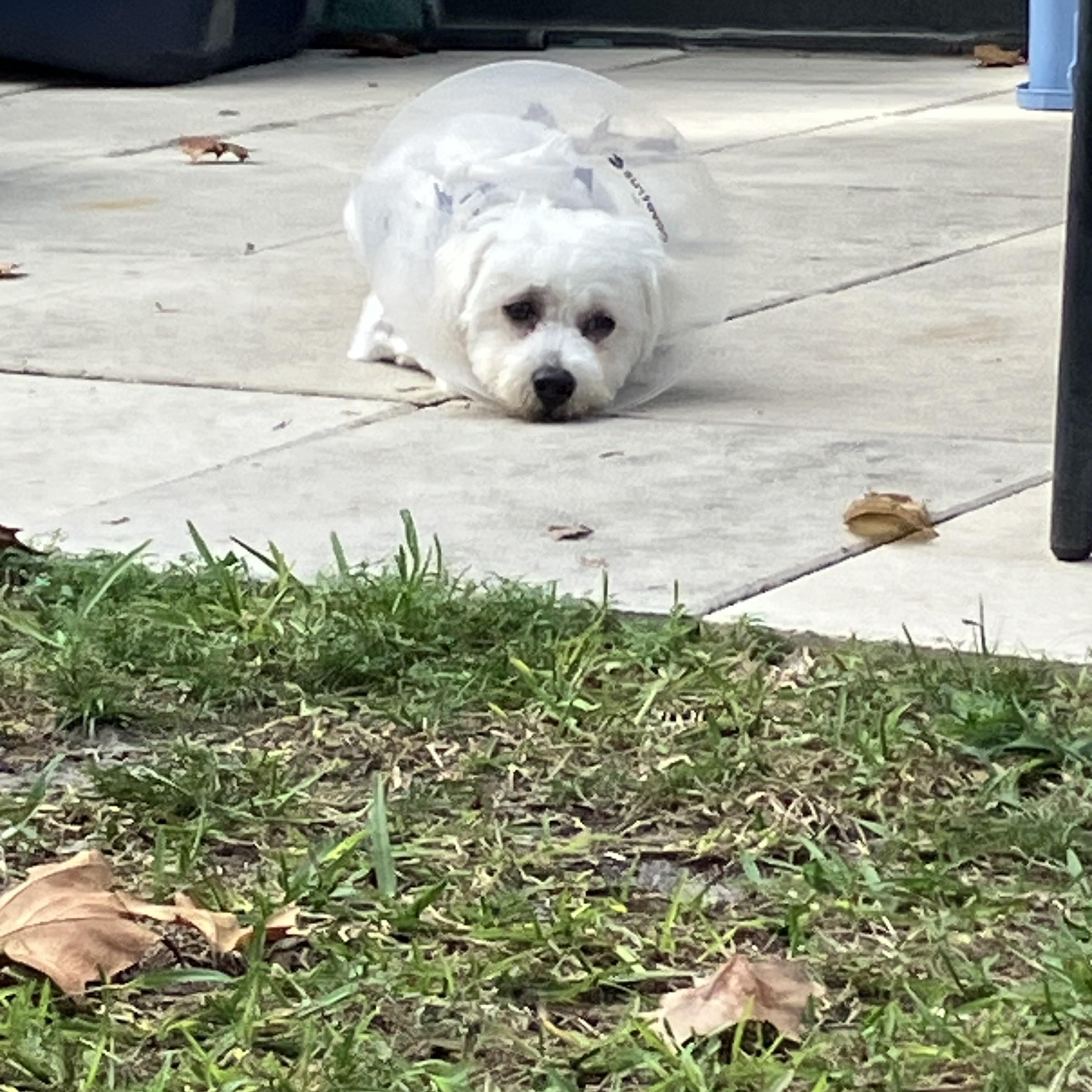 Enlarge Blue, a Adoptable Miniature Poodle in Bradenton, FL image 2/3
