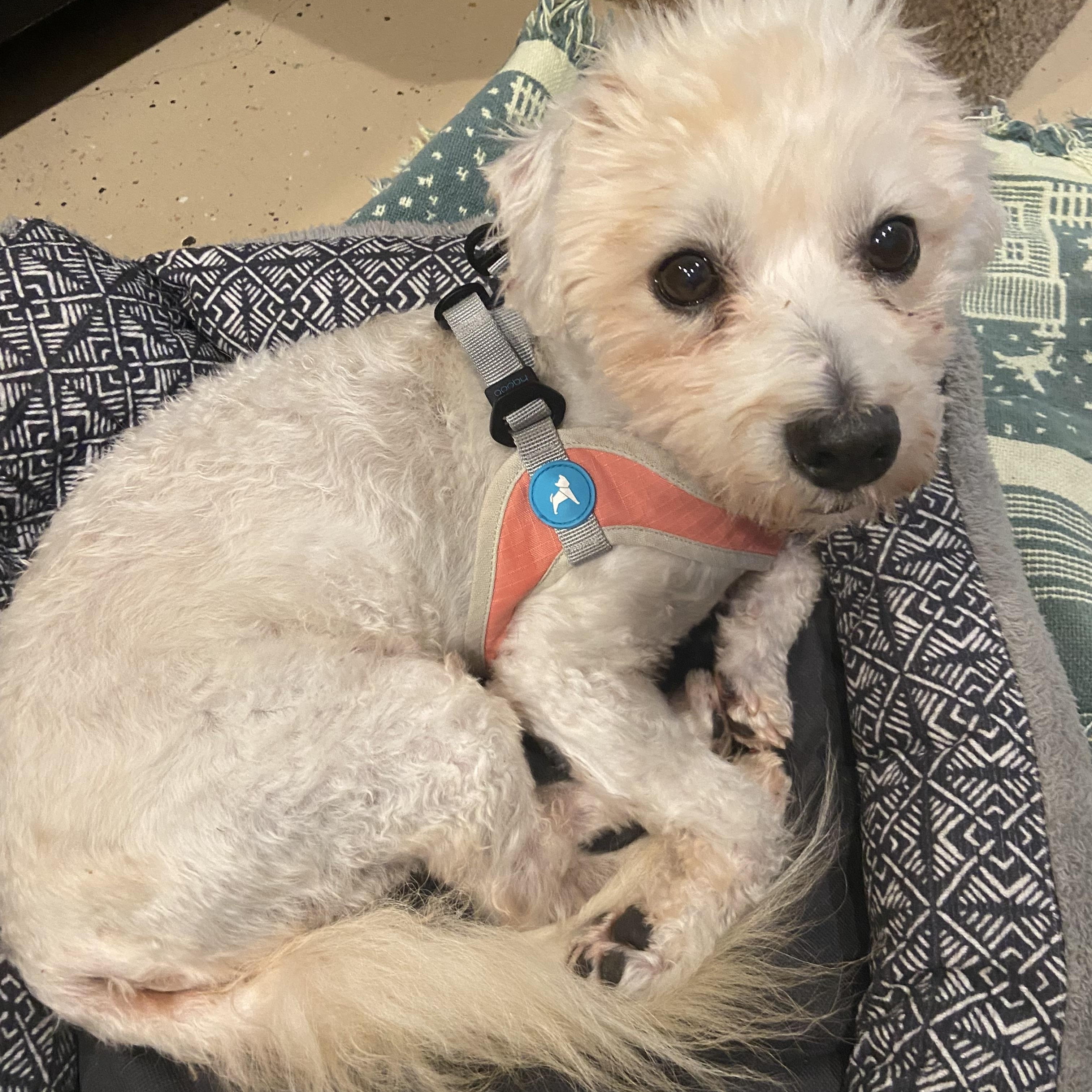 Enlarge Blue, a Adoptable Miniature Poodle in Bradenton, FL image 1/3