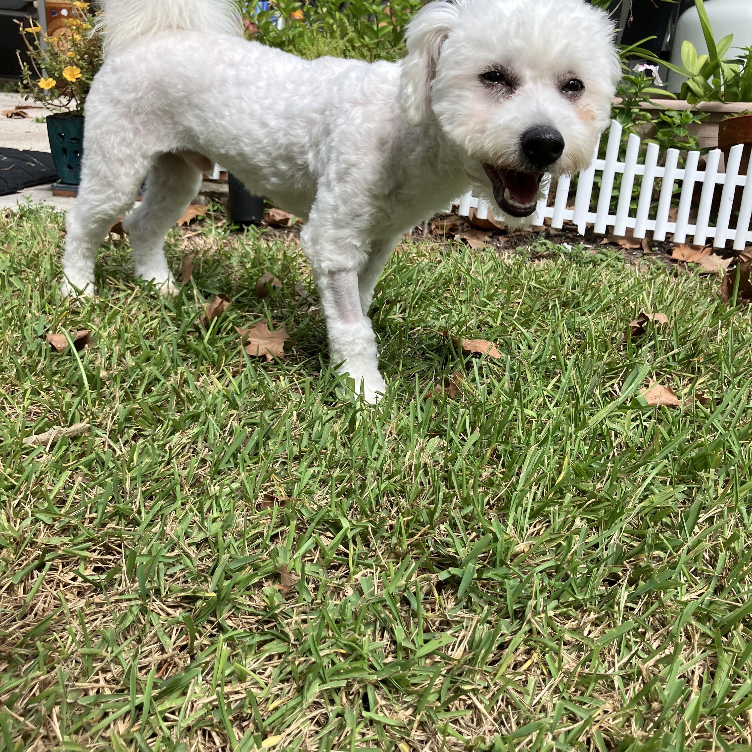 Enlarge Blue, a Adoptable Miniature Poodle in Bradenton, FL image 3/3