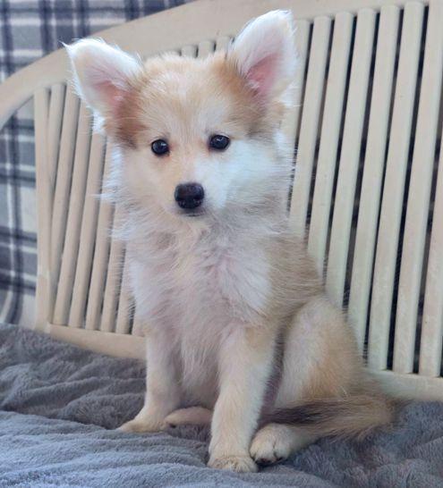 Enlarge Paul, a Adoptable mixed breed in Anaheim Hills, CA image 1/3