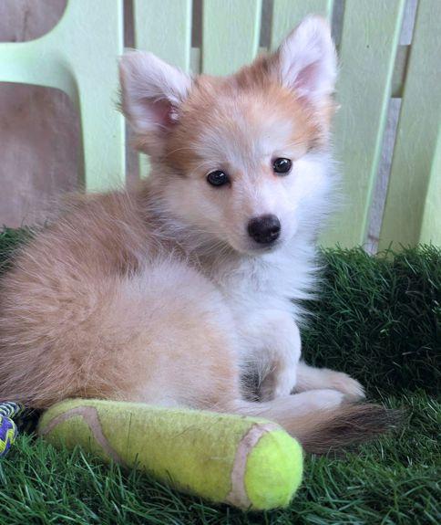 Enlarge Paul, a Adoptable mixed breed in Anaheim Hills, CA image 2/3