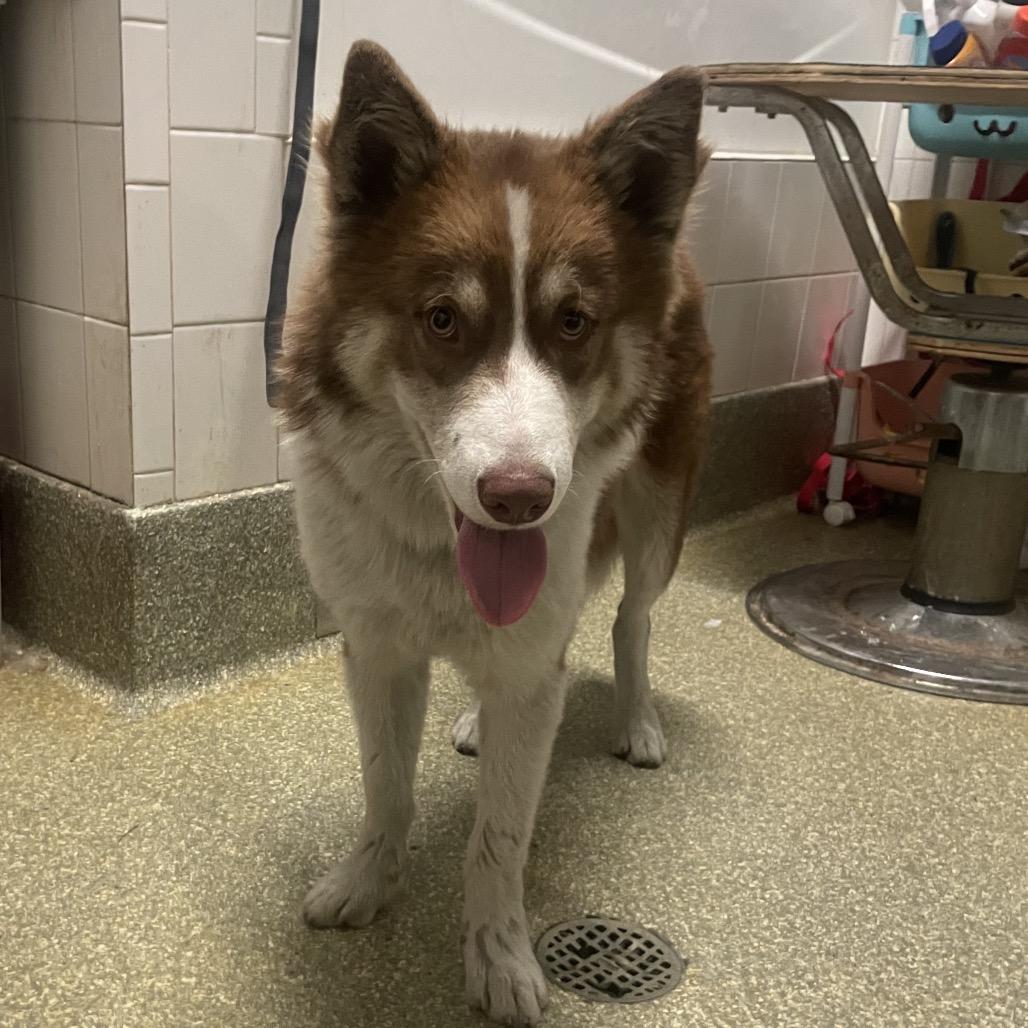 IVHS-Stray-143795 photo