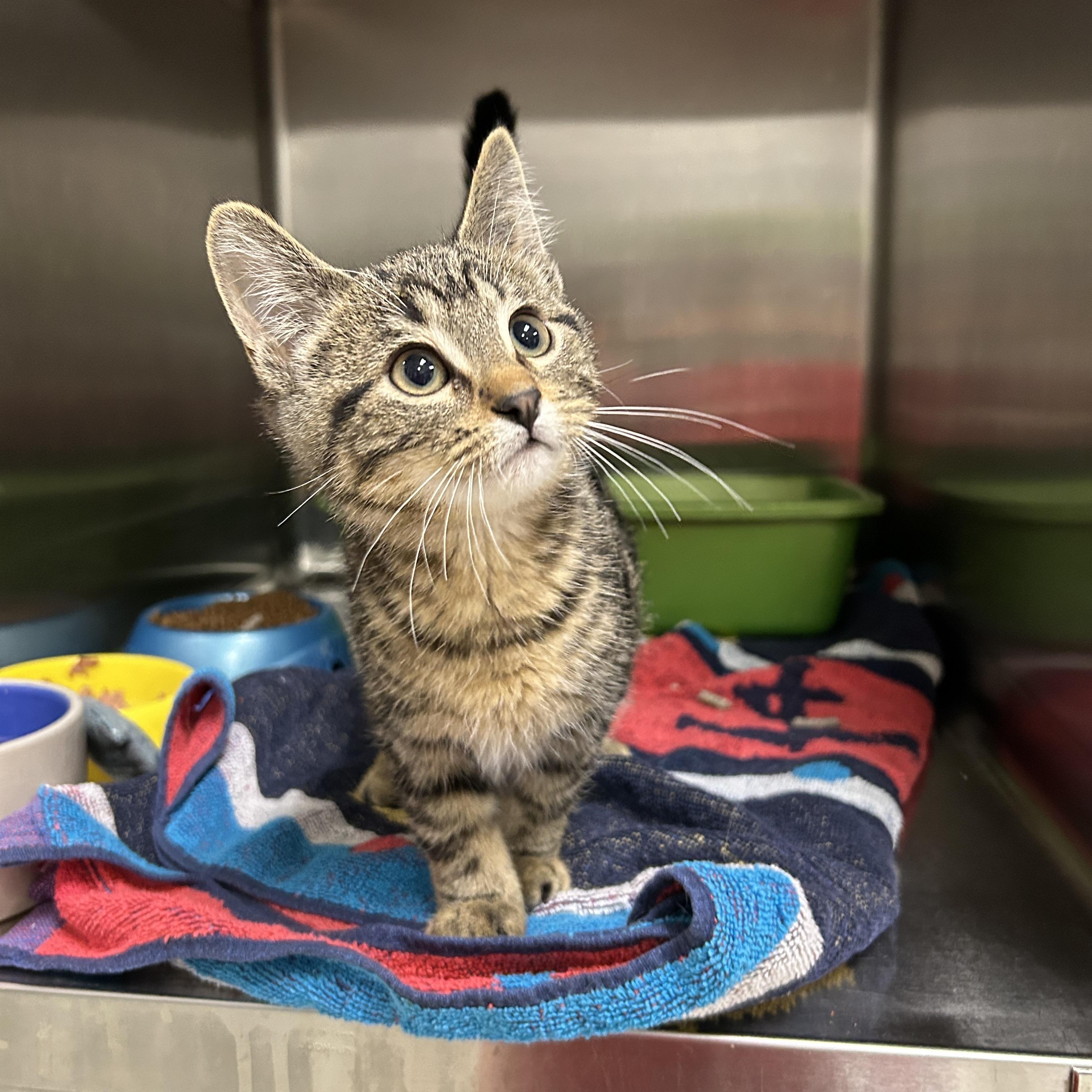 Enlarge Lightsaber 1 of 3, an adopted Domestic Short Hair in La Grange Park, IL image 5/5