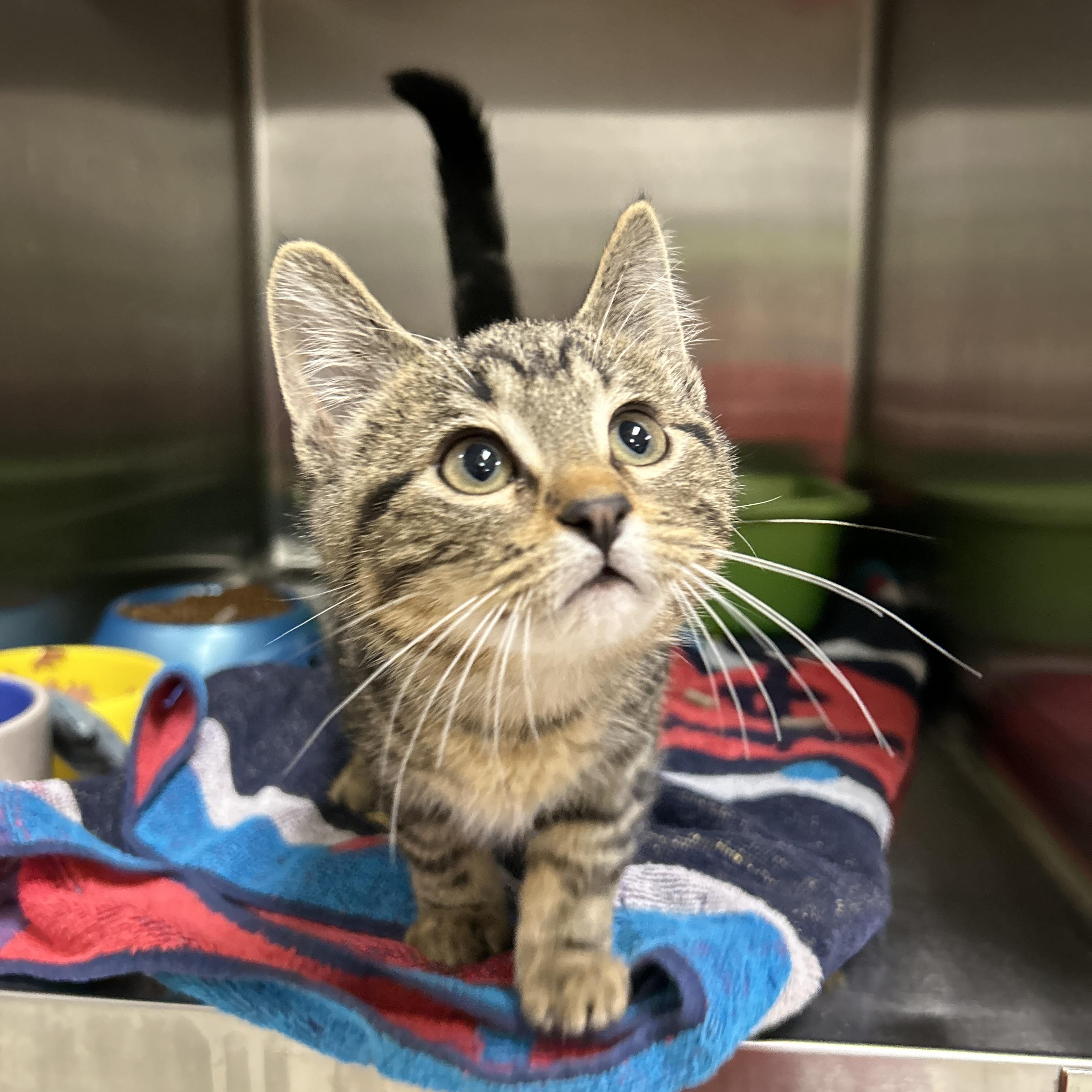 Enlarge Lightsaber 1 of 3, an adopted Domestic Short Hair in La Grange Park, IL image 3/5