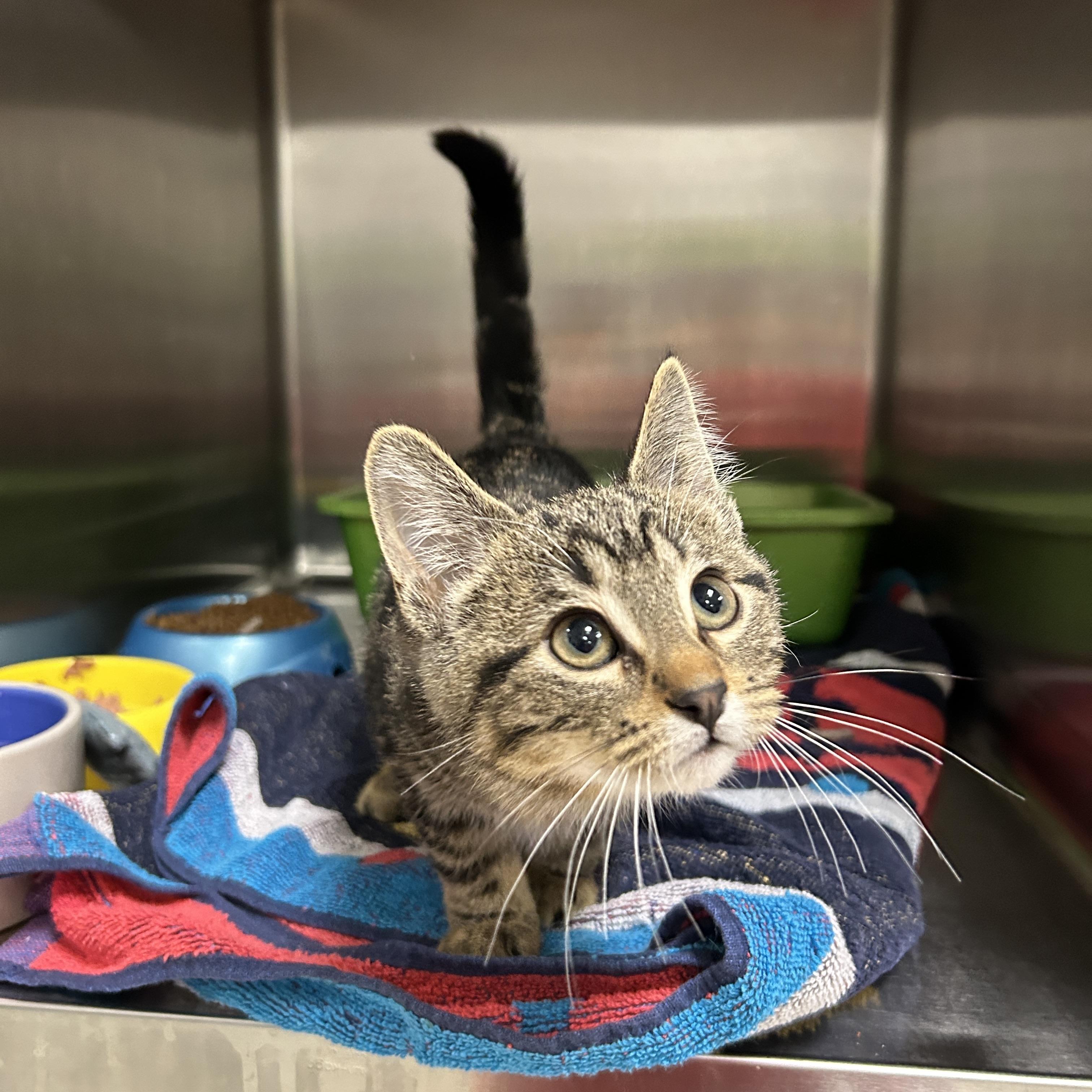 Enlarge Lightsaber 1 of 3, an adopted Domestic Short Hair in La Grange Park, IL image 4/5