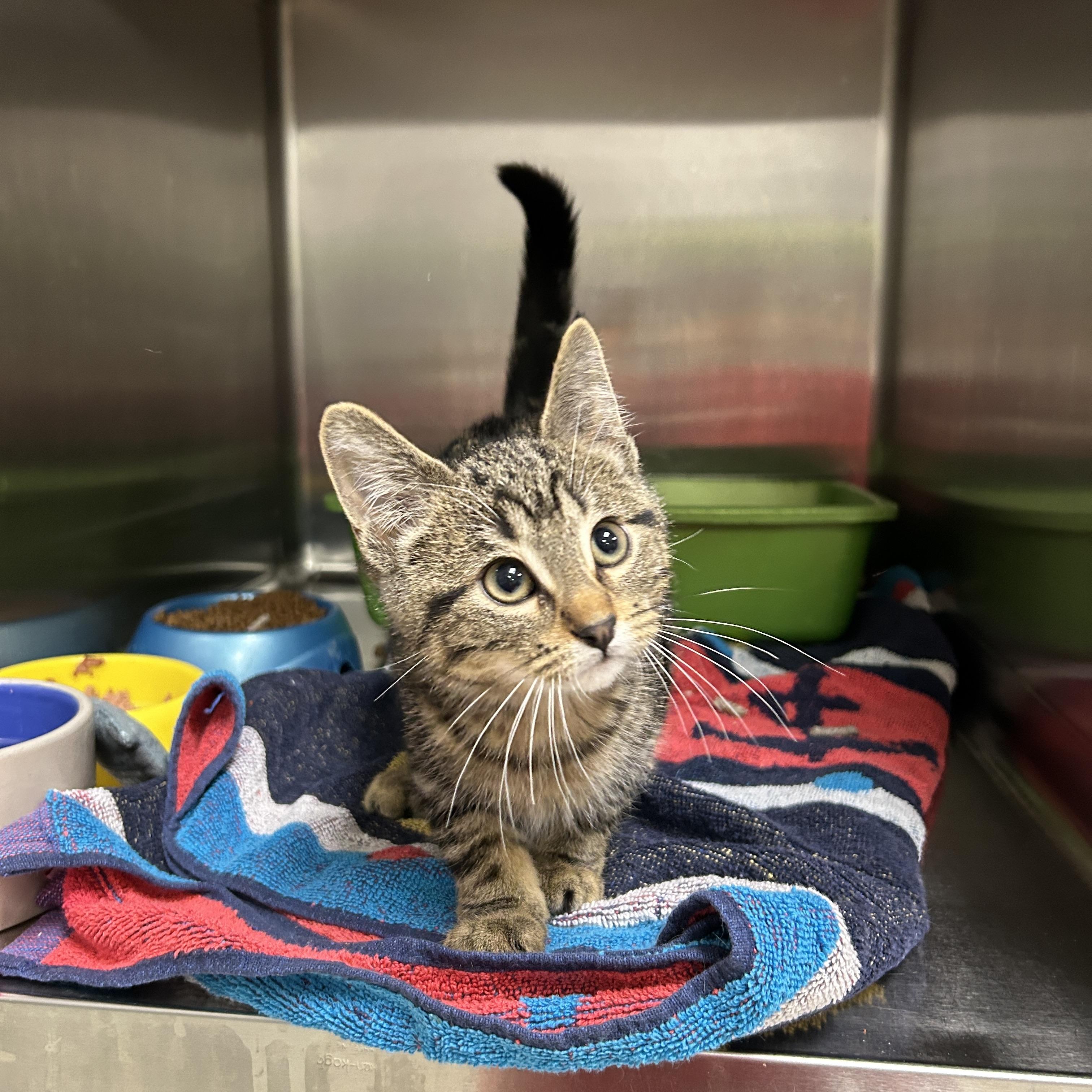 Enlarge Lightsaber 1 of 3, an adopted Domestic Short Hair in La Grange Park, IL image 2/5