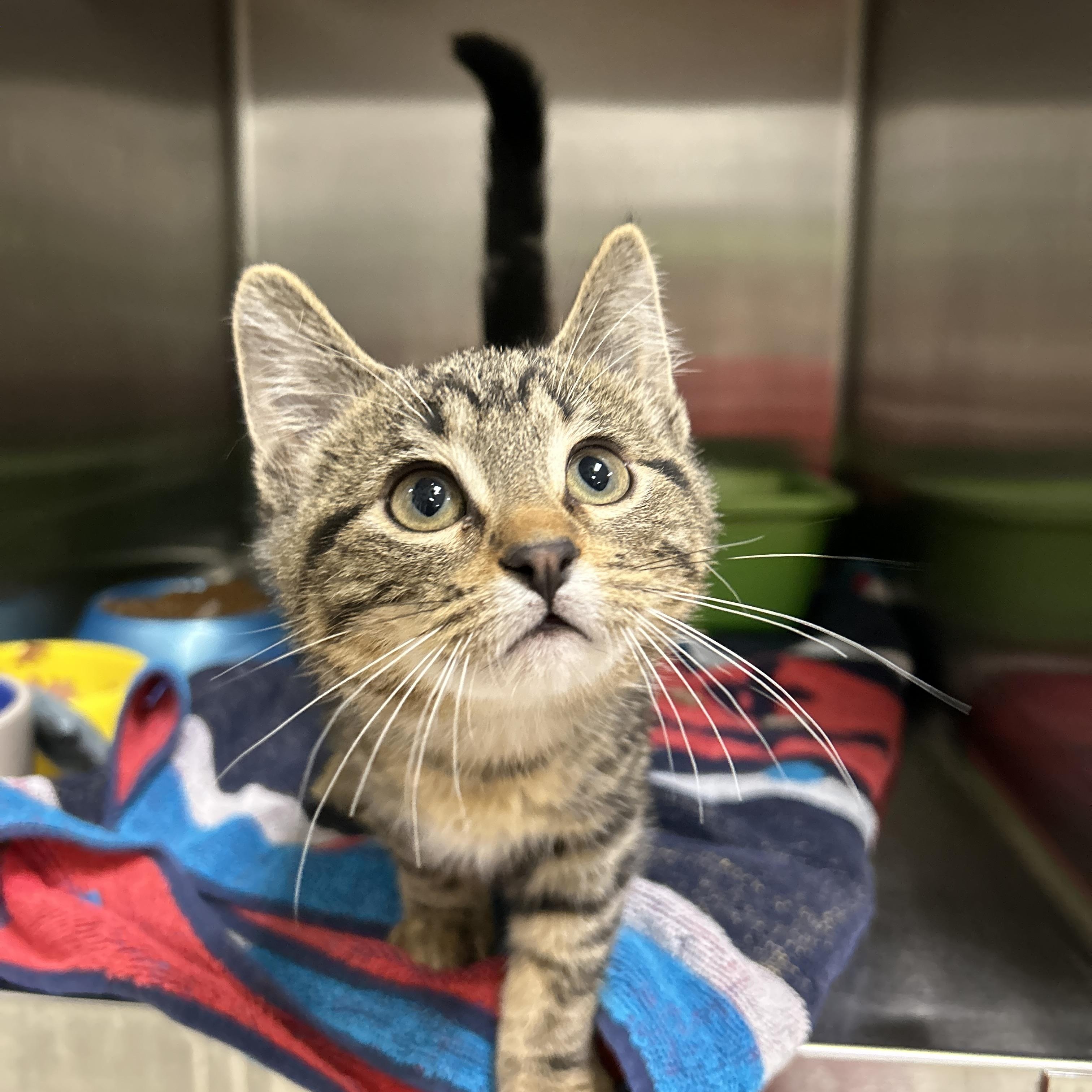 Enlarge Lightsaber 1 of 3, an adopted Domestic Short Hair in La Grange Park, IL image 1/5