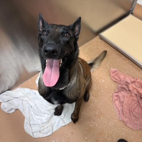 Enlarge Patsy, an adopted mixed breed in Allen, TX image 4/4