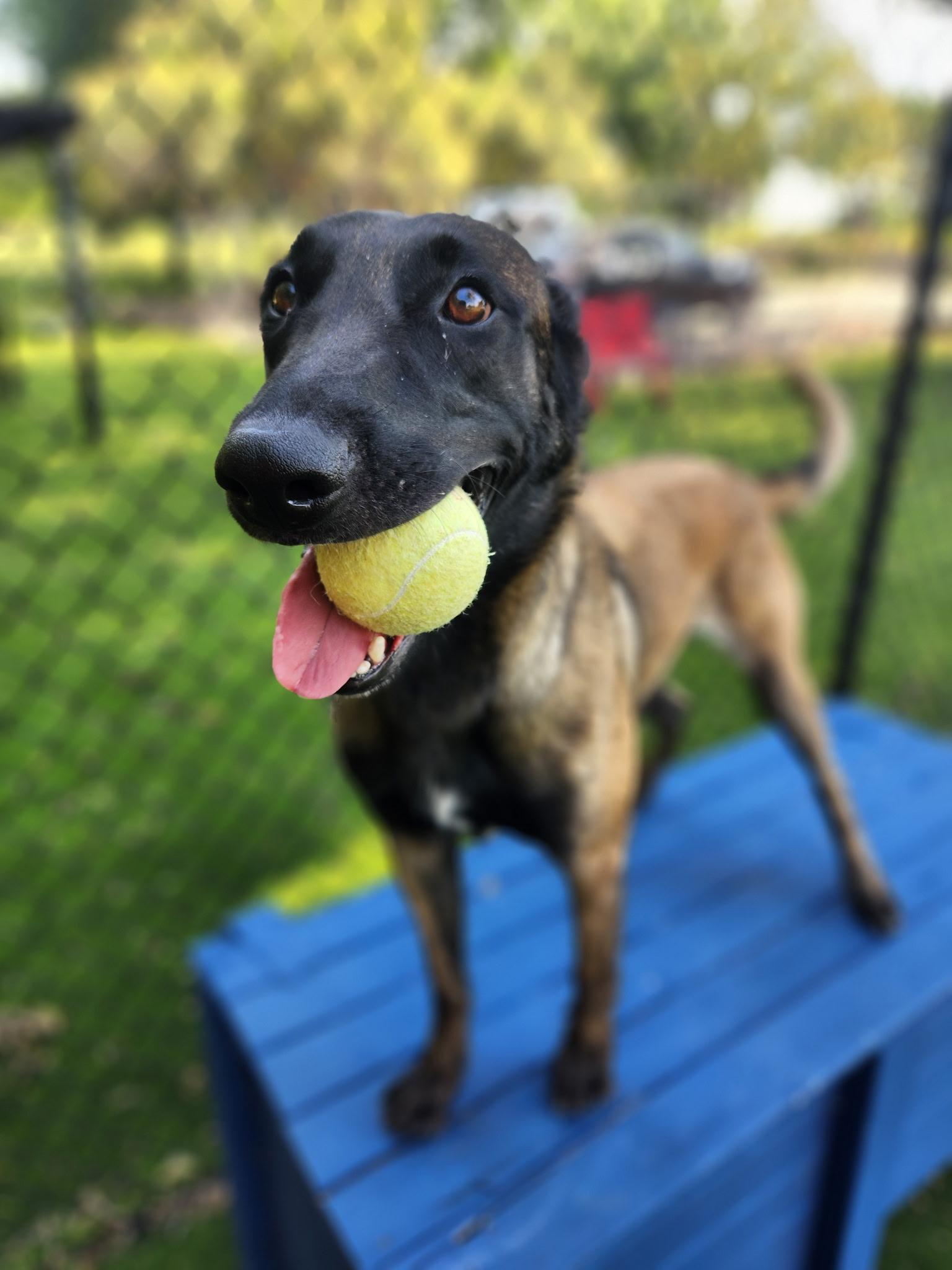 Enlarge Patsy, an adopted mixed breed in Allen, TX image 3/4
