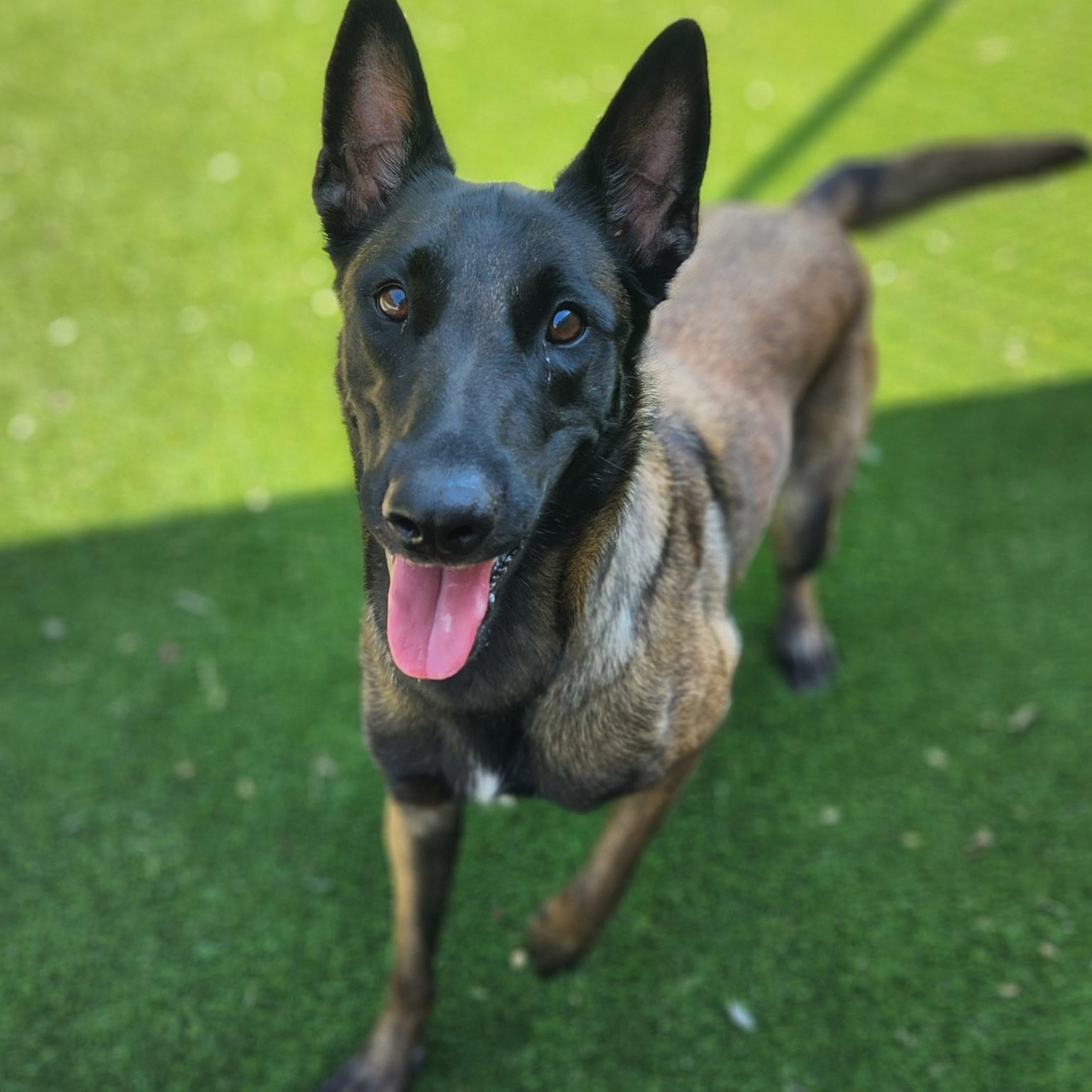 Enlarge Patsy, an adopted mixed breed in Allen, TX image 1/4