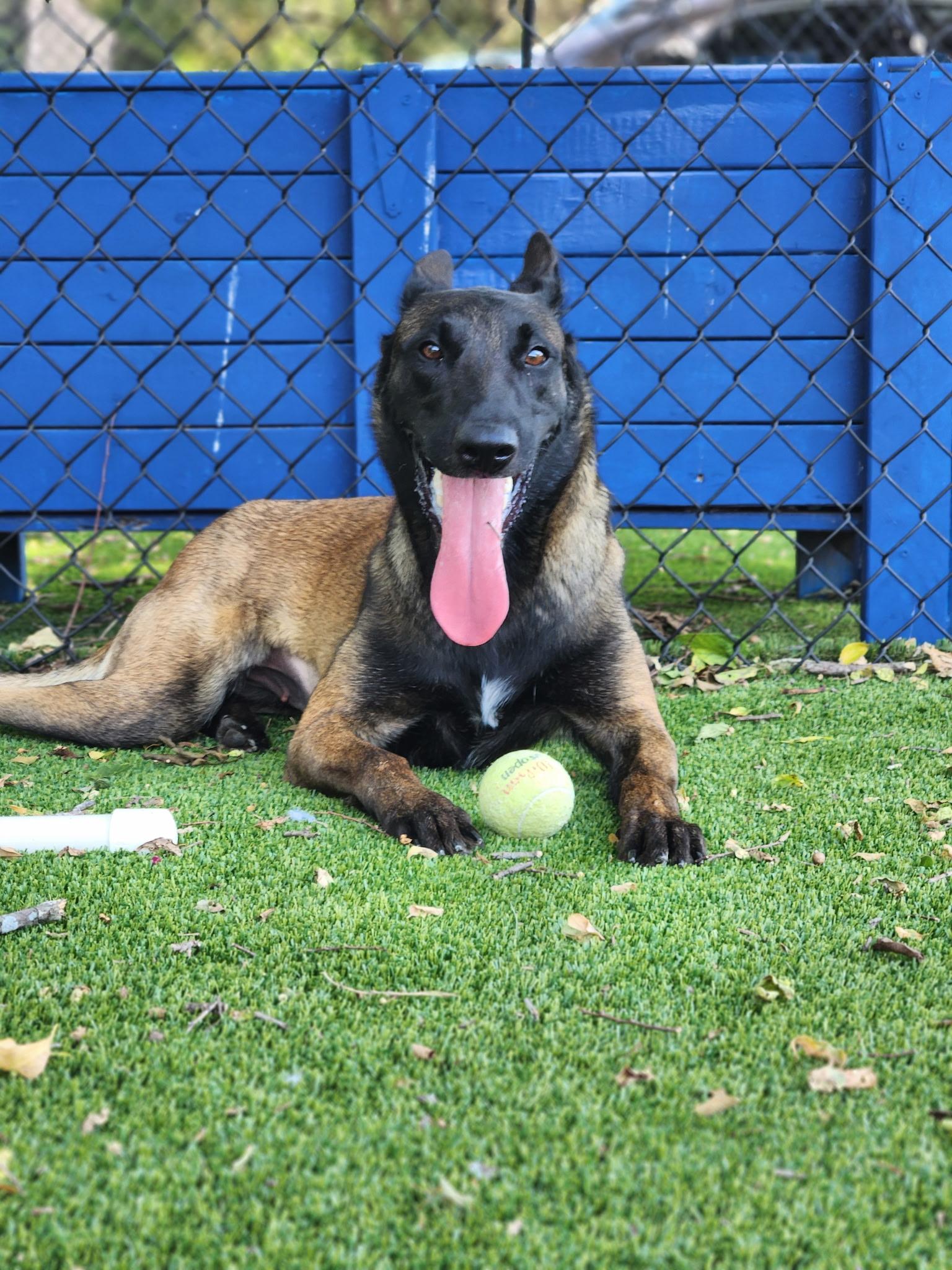 Enlarge Patsy, an adopted mixed breed in Allen, TX image 2/4