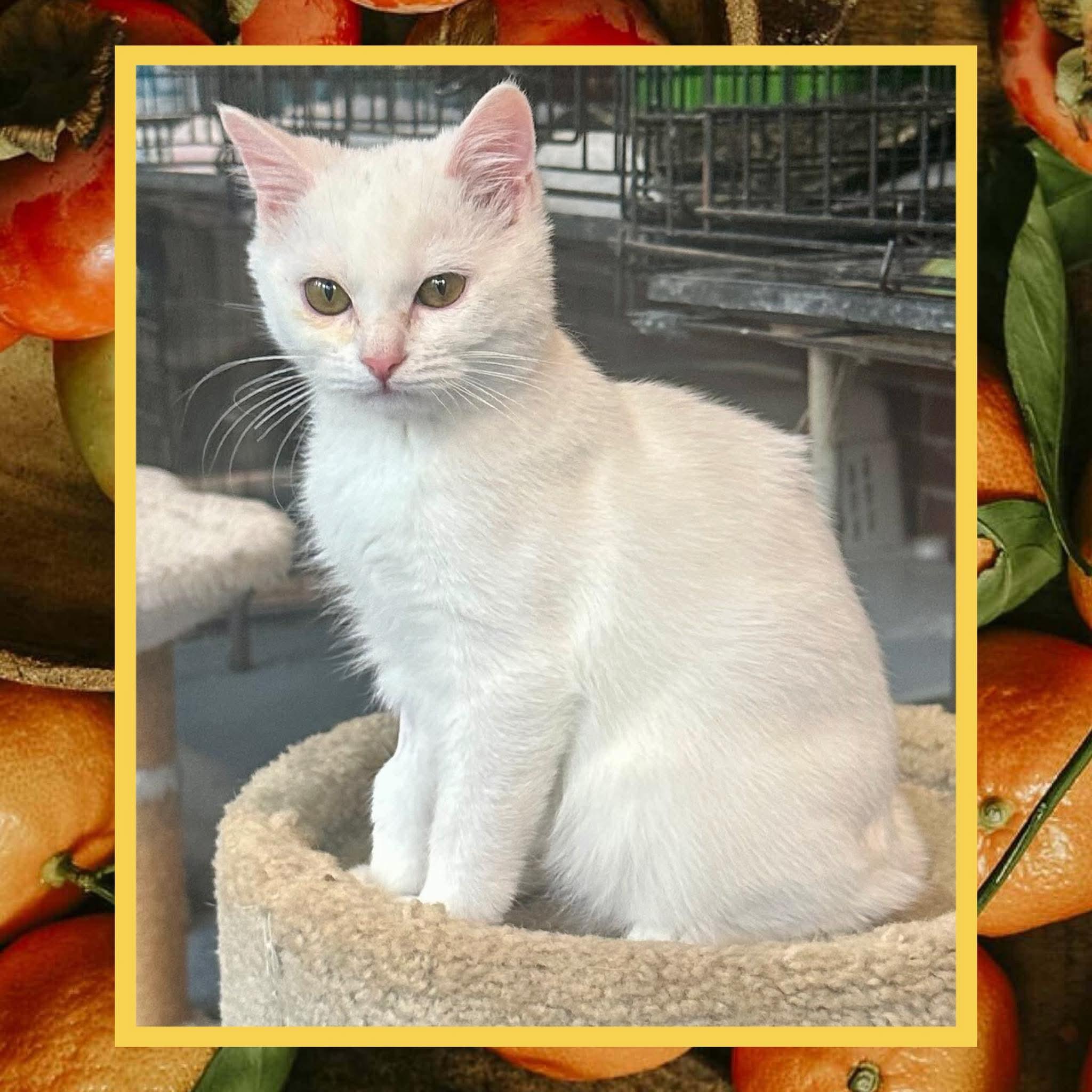 Enlarge Marshmallow, an adopted Domestic Short Hair in Franklin, IN image 1/1