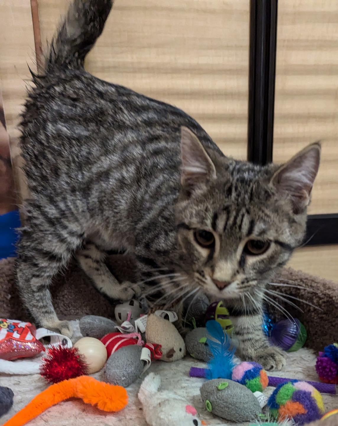 Willie, ADOPTABLE, Kitten Male Tabby.