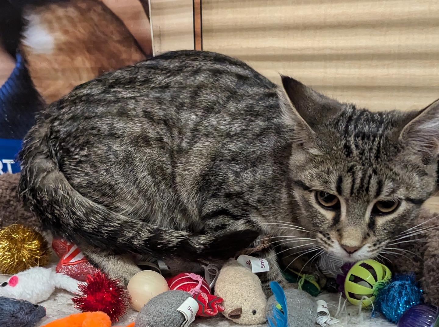 Enlarge Willie, a ADOPTABLE Tabby in Noblesville, IN image 5/5