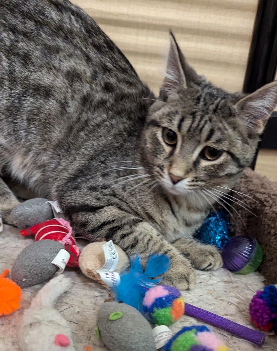 Enlarge Willie, a ADOPTABLE Tabby in Noblesville, IN image 1/5