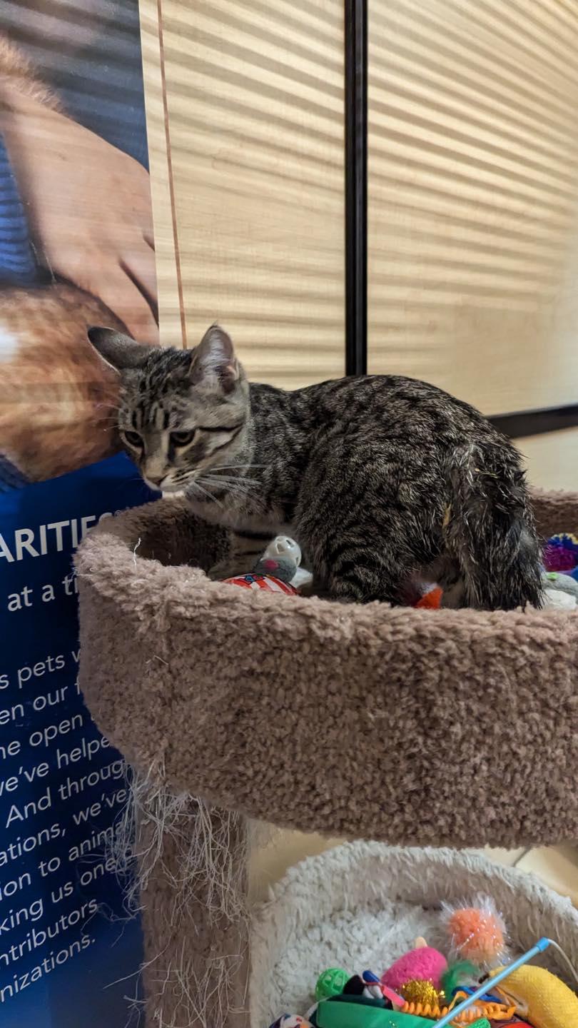 Enlarge Willie, a ADOPTABLE Tabby in Noblesville, IN image 4/5