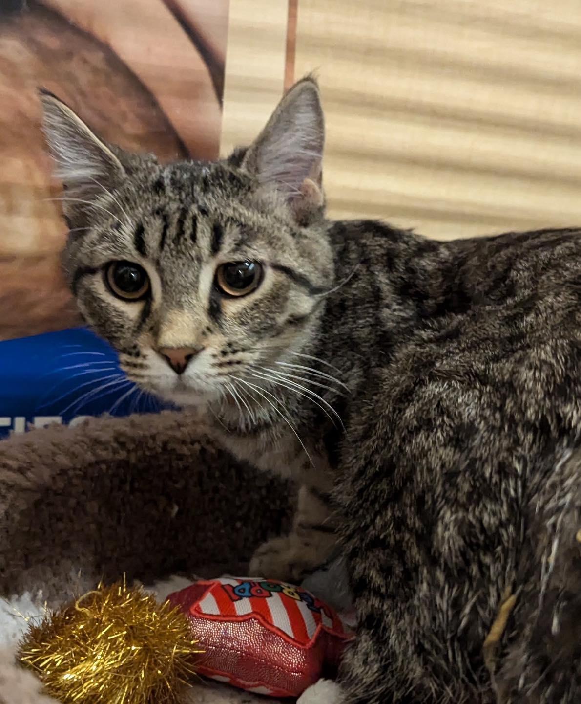 Enlarge Willie, a ADOPTABLE Tabby in Noblesville, IN image 3/5