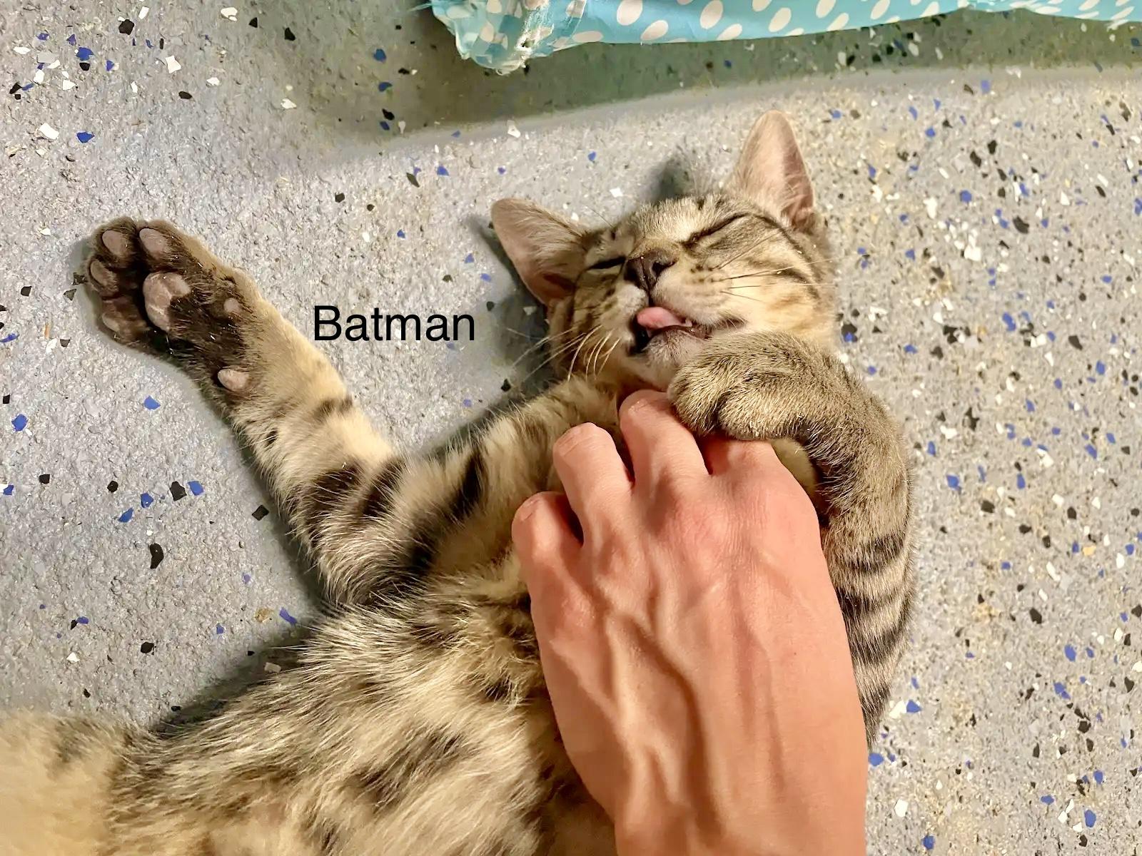 Batman the Kitten