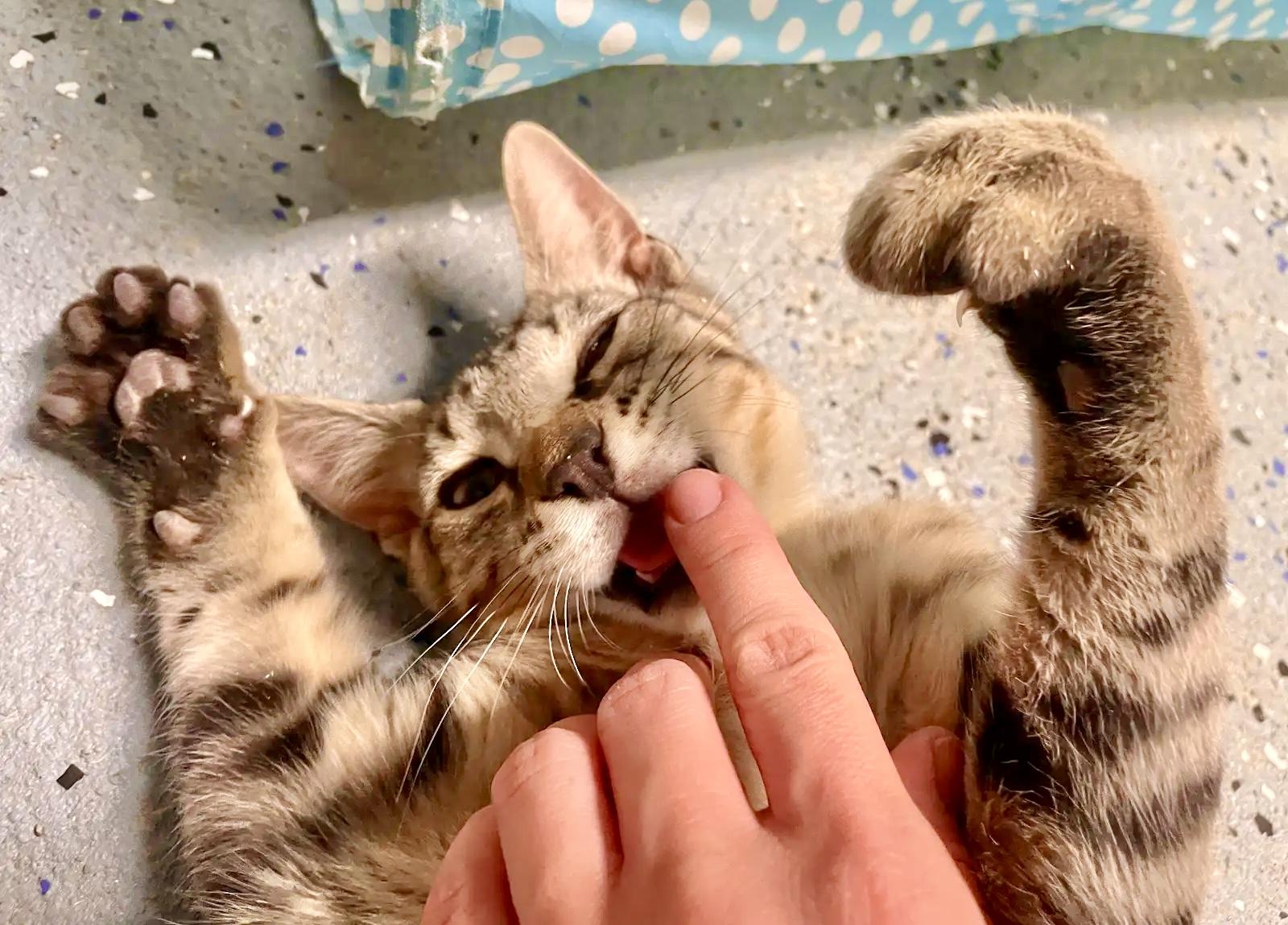 Batman the Kitten