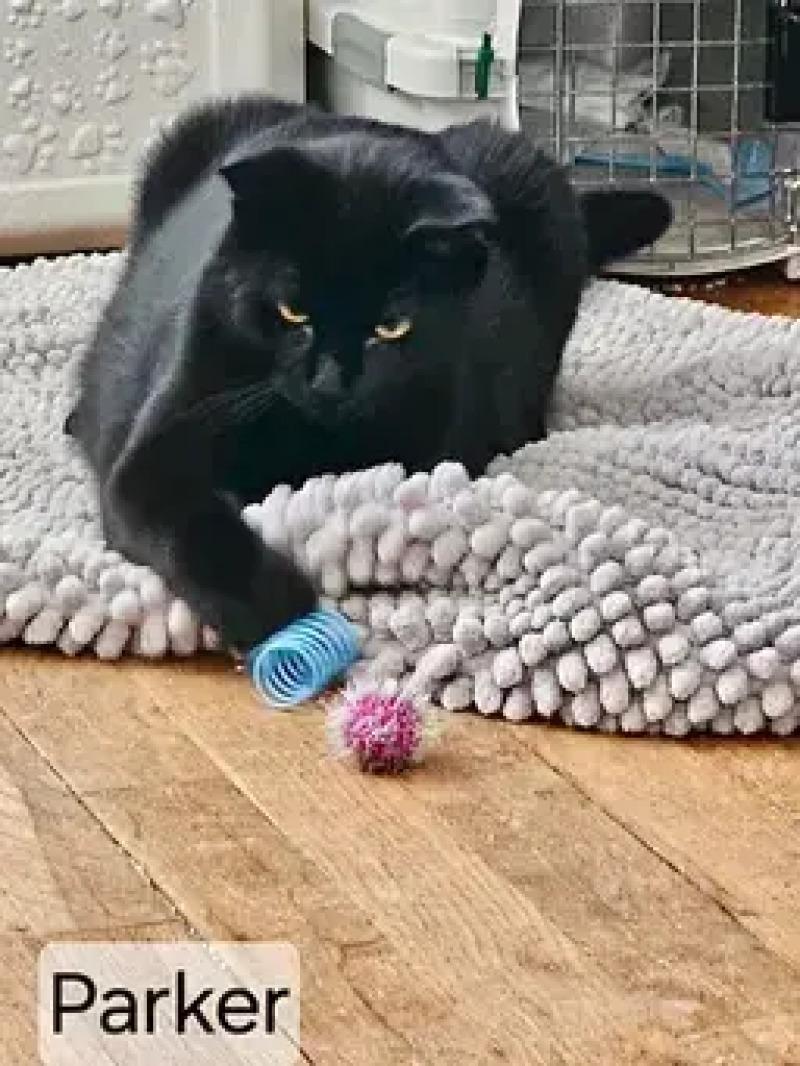 Parker, Adoptable, Adult Male Domestic Short Hair.