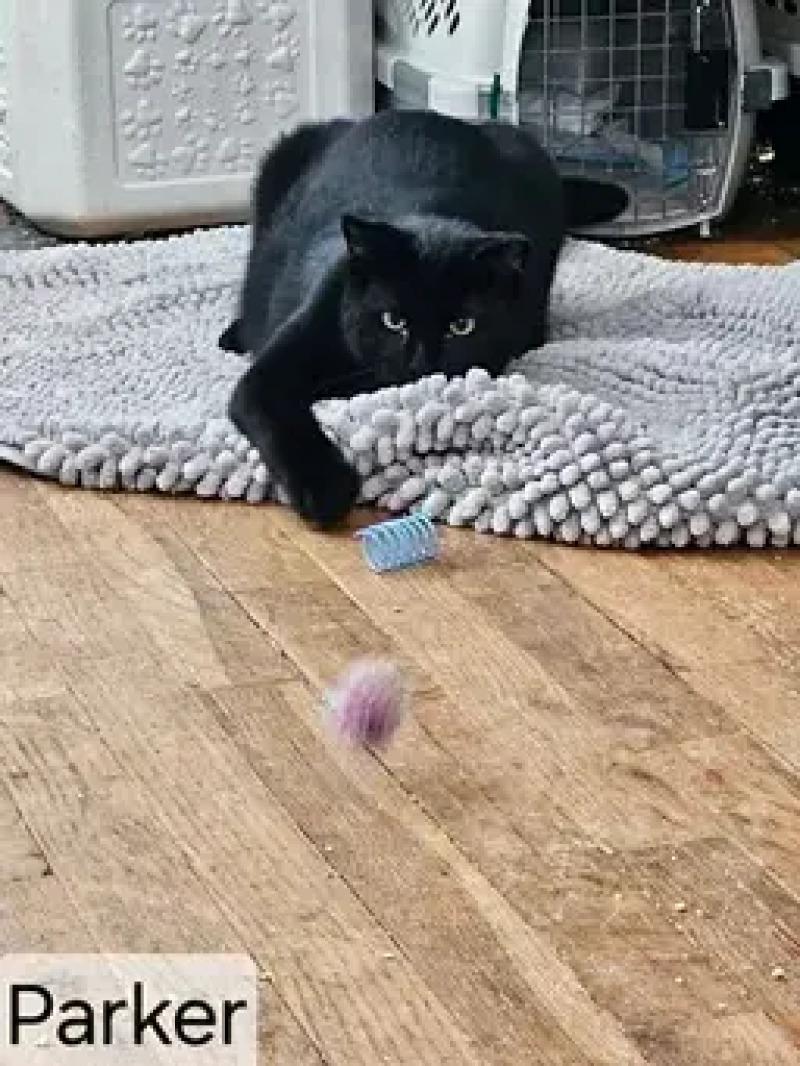 Enlarge Parker, a Adoptable Domestic Short Hair in North Babylon, NY image 3/4