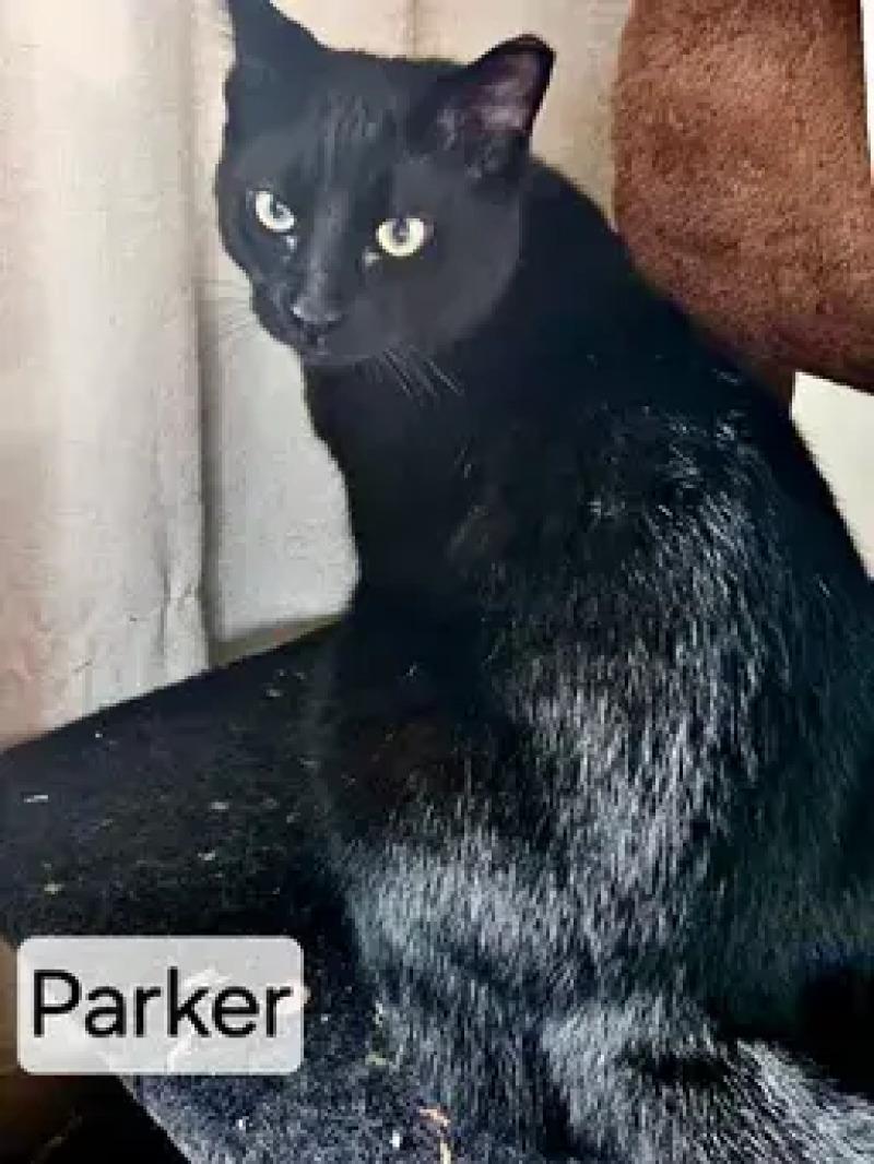Enlarge Parker, a Adoptable Domestic Short Hair in North Babylon, NY image 4/4