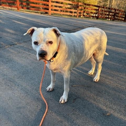 Enlarge Freckles, a Adopted mixed breed in Clinton, TN image 1/1