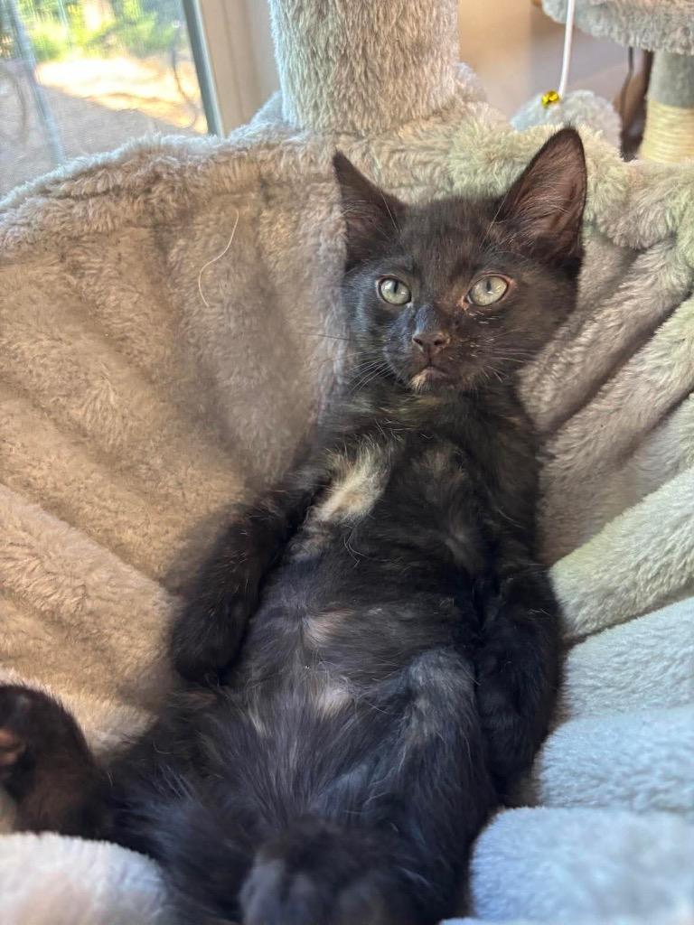 Cleo, Adoptable, Kitten Male Domestic Short Hair.