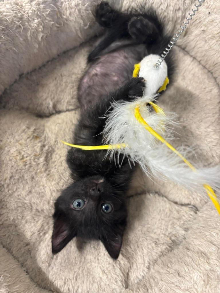 Enlarge Cleo, a Adoptable mixed breed in La Verkin, UT image 2/2