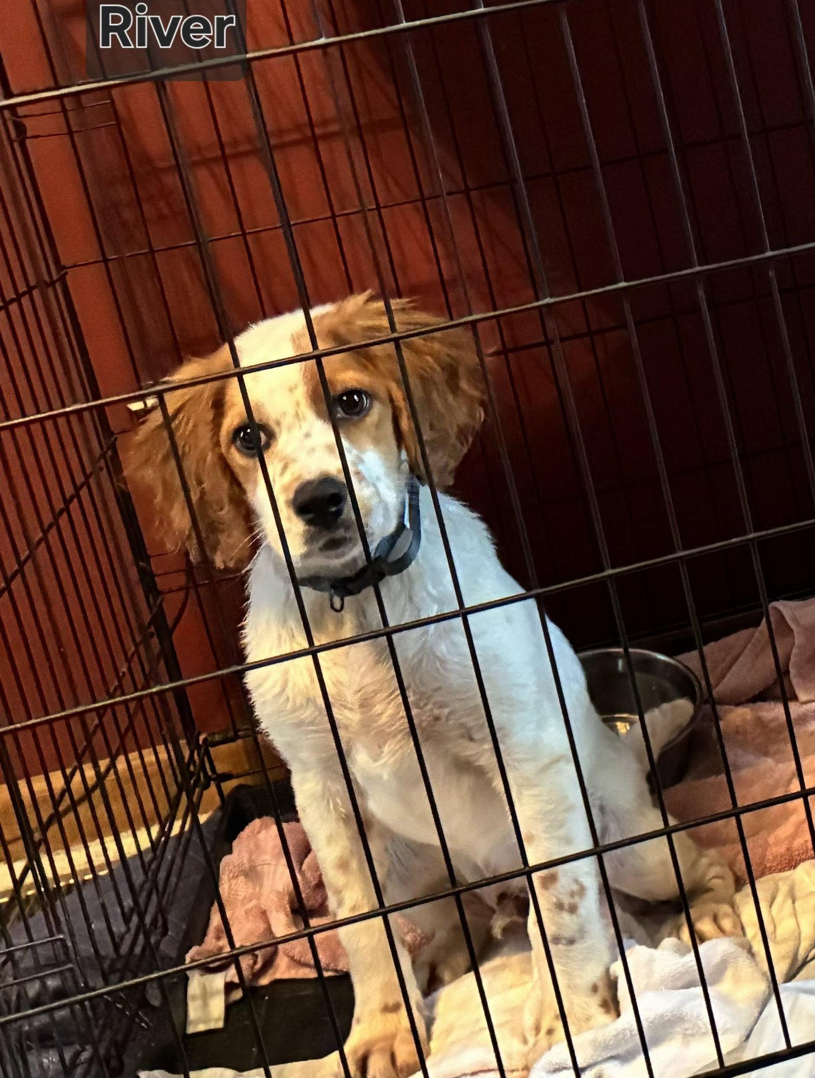 KS/River, Adopted, Puppy Male Brittany Spaniel & English Setter.