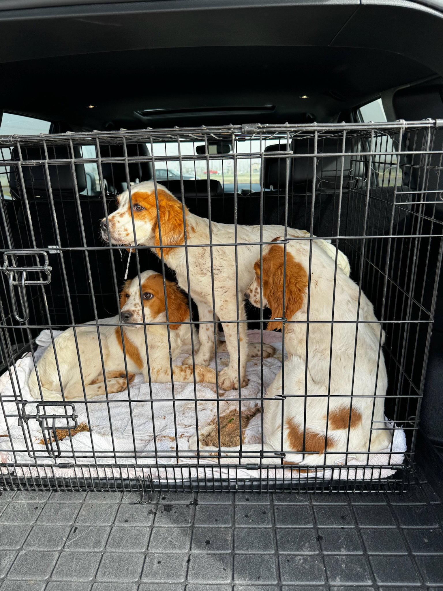 Enlarge KS/River, a Adopted mixed breed in Baldwinsville, NY image 2/3